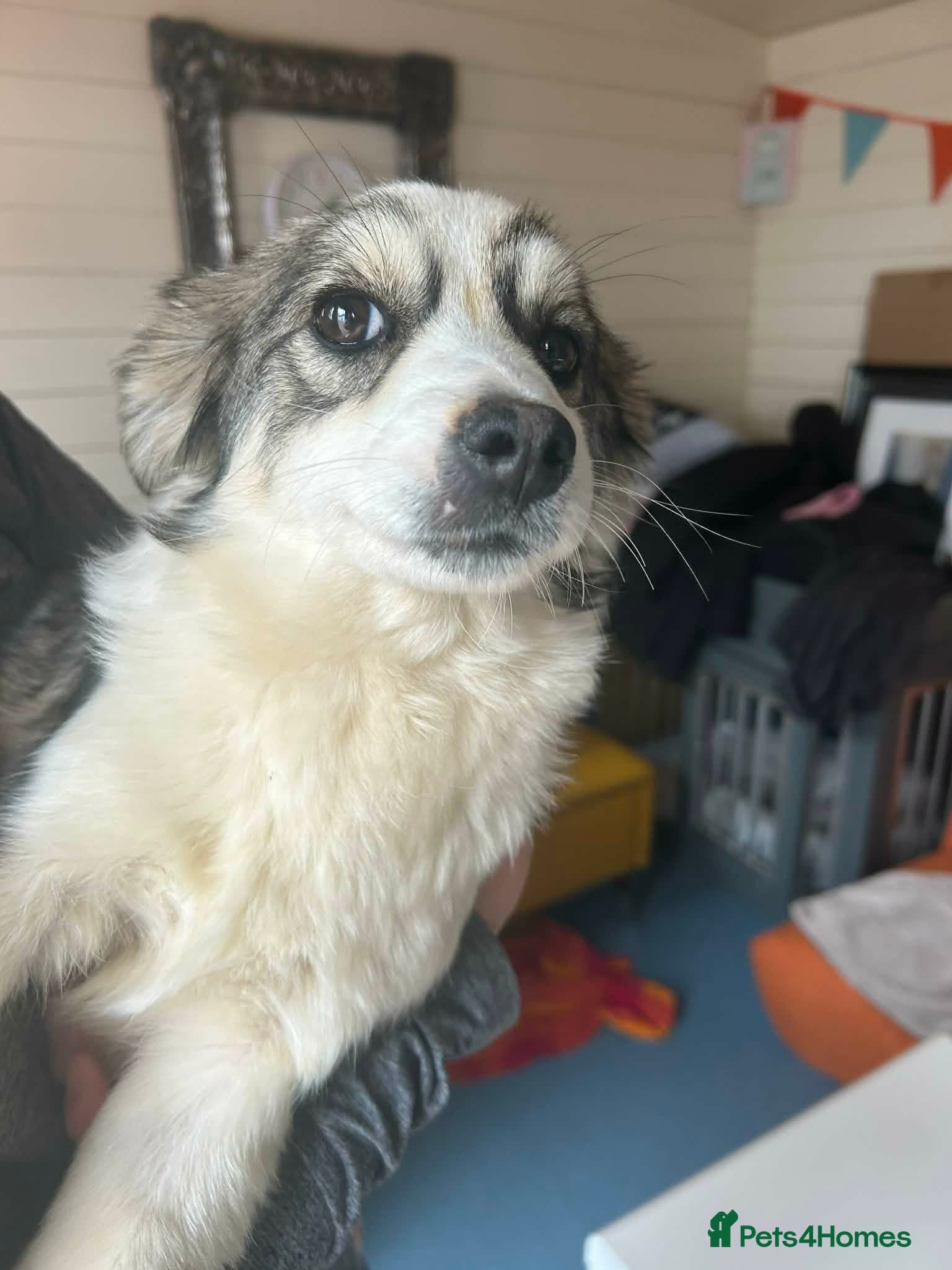 Baxter - In Ayr photo 6