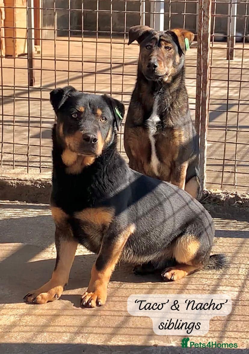 Nacho, 10-12 months old. photo 11