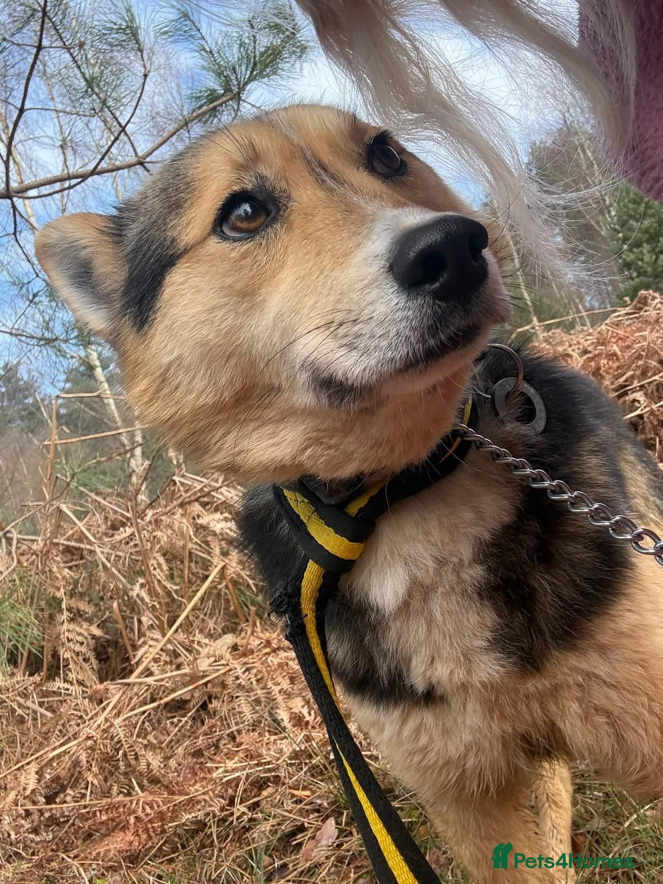 Bowie - Norwich Norfolk photo 5