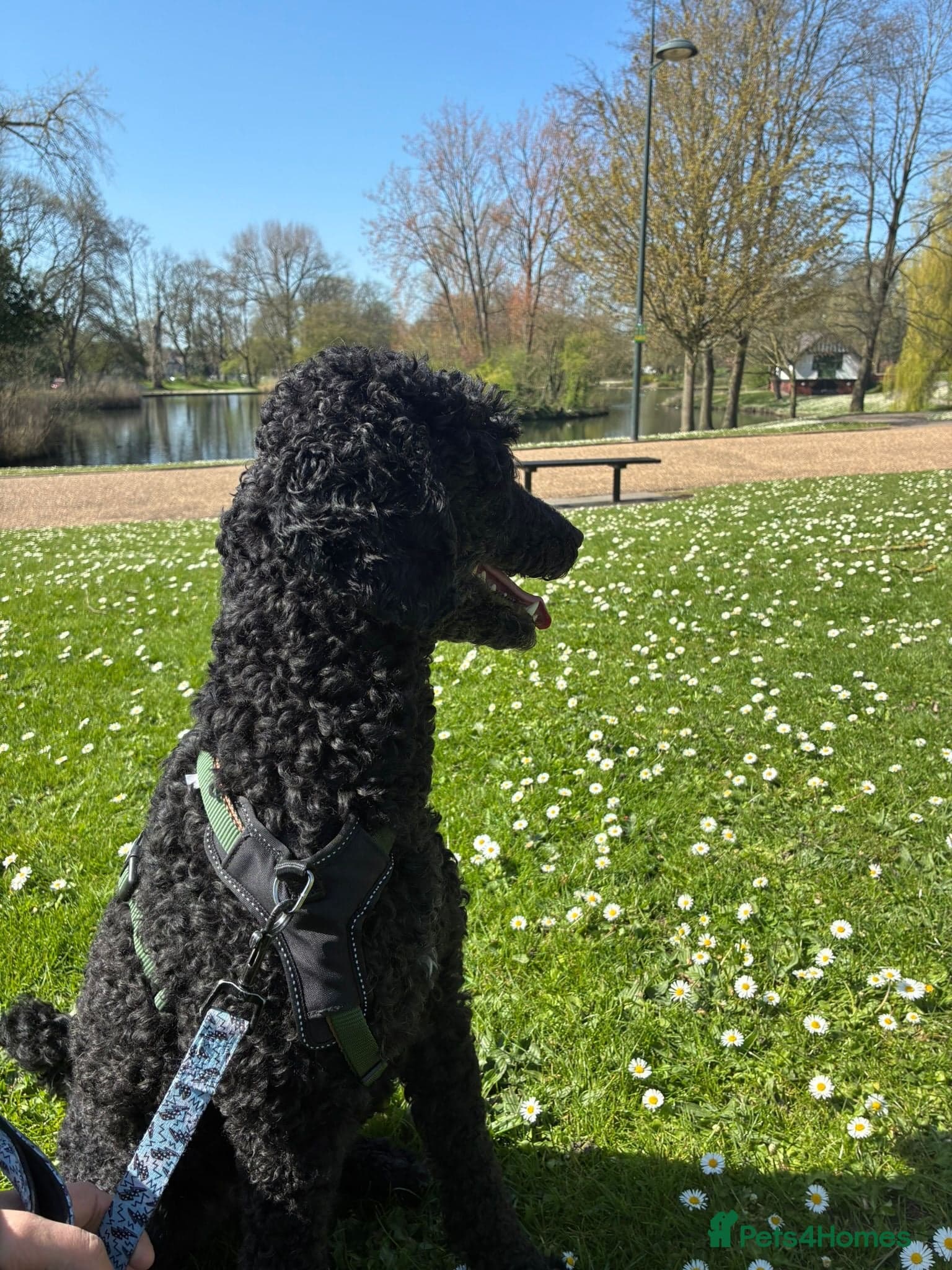 οΈπΆ charlie photo 9