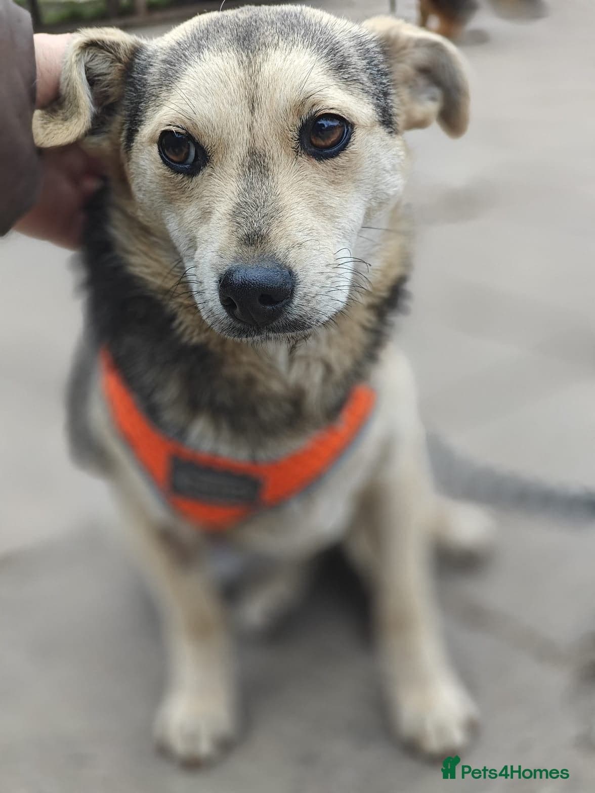 οΈπΆ maree photo 3