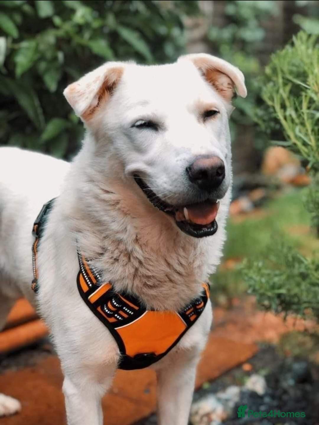 Meet Biscuit, currently residing in Hampshire photo 7