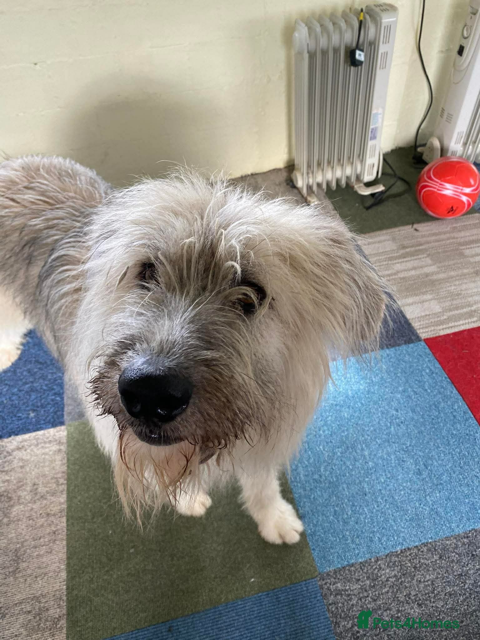 Molly - reserved photo 5