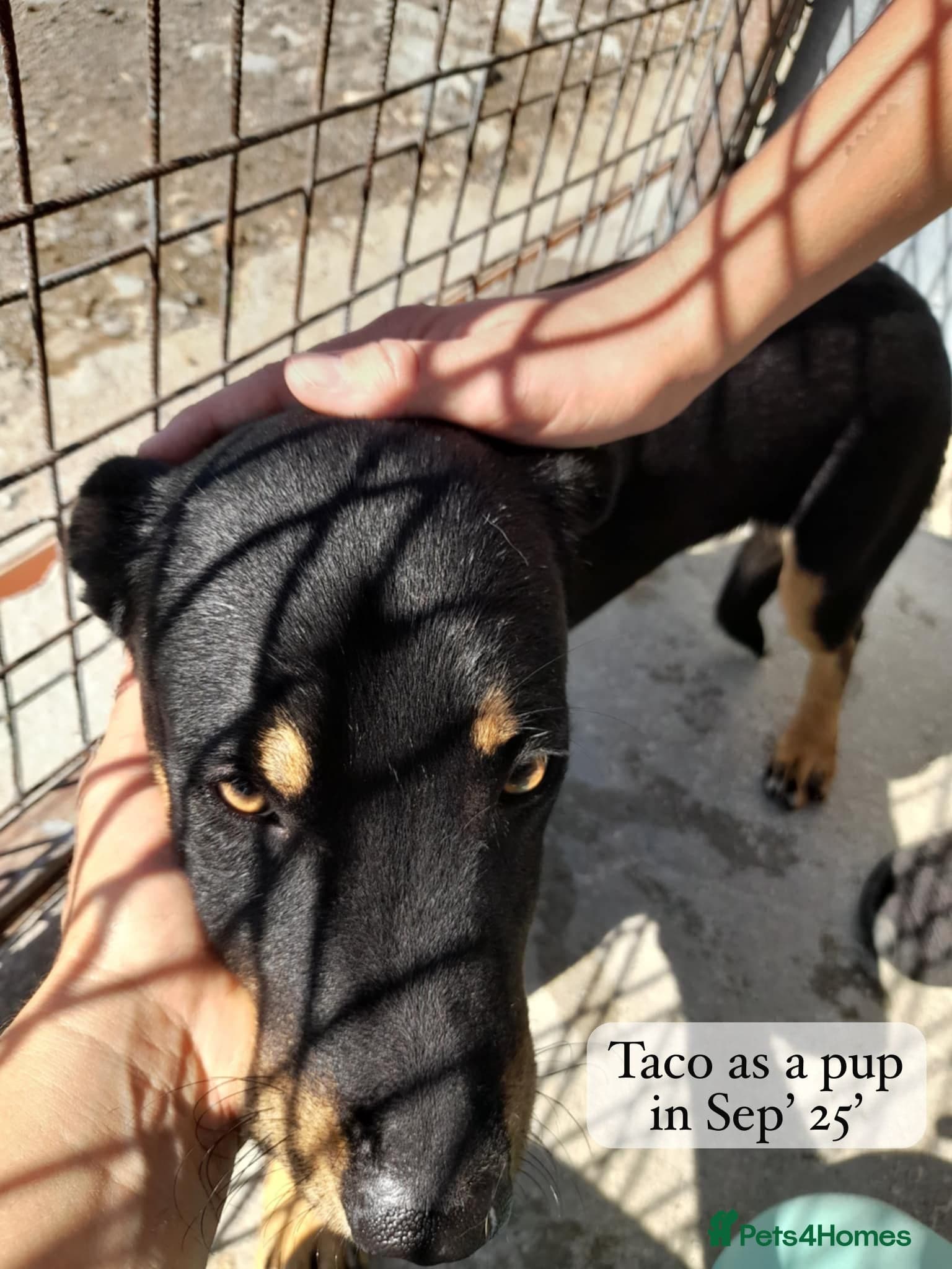 Taco, 10-12 months old. photo 7