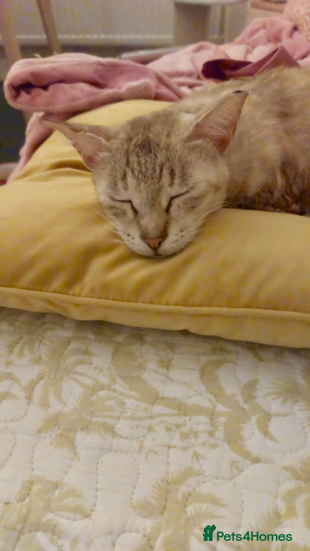 Gentle Senior Indoor Cat — Mixed Breed