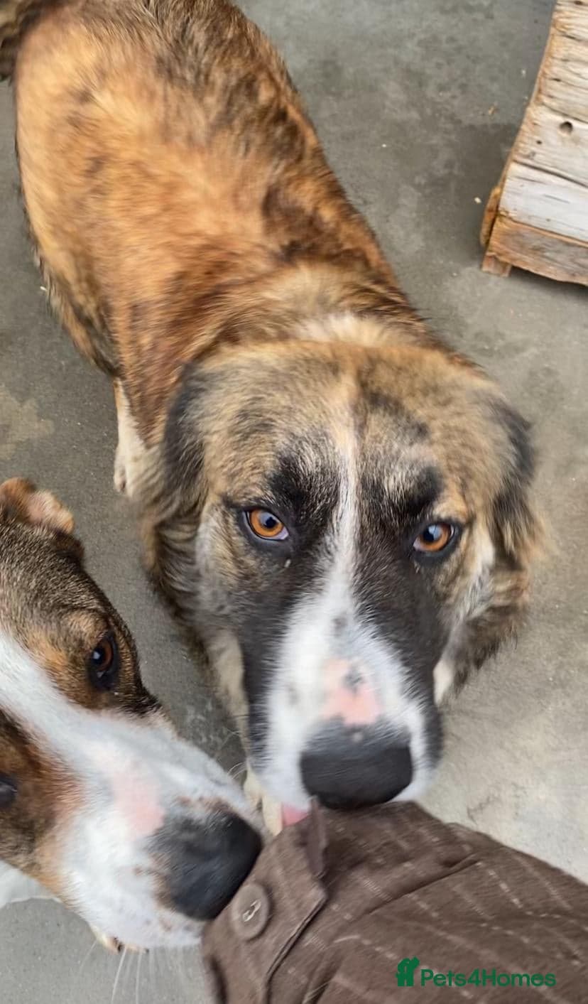 Kiki, 6 yrs approx. photo 3