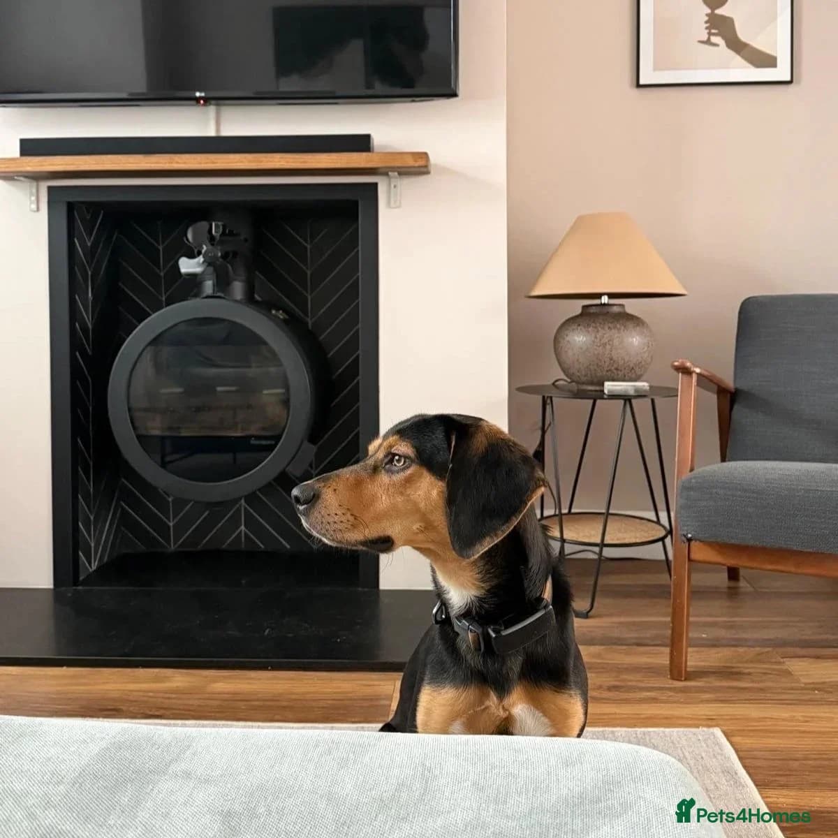 Ivan (Greek Harehound) photo 15