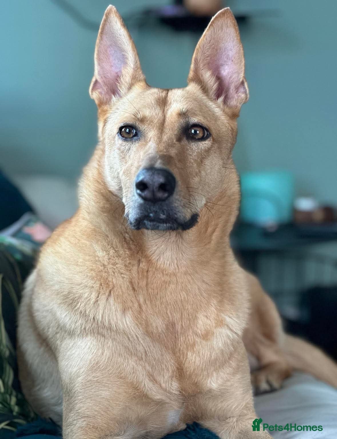 Ella stunning lady — Mixed Breed