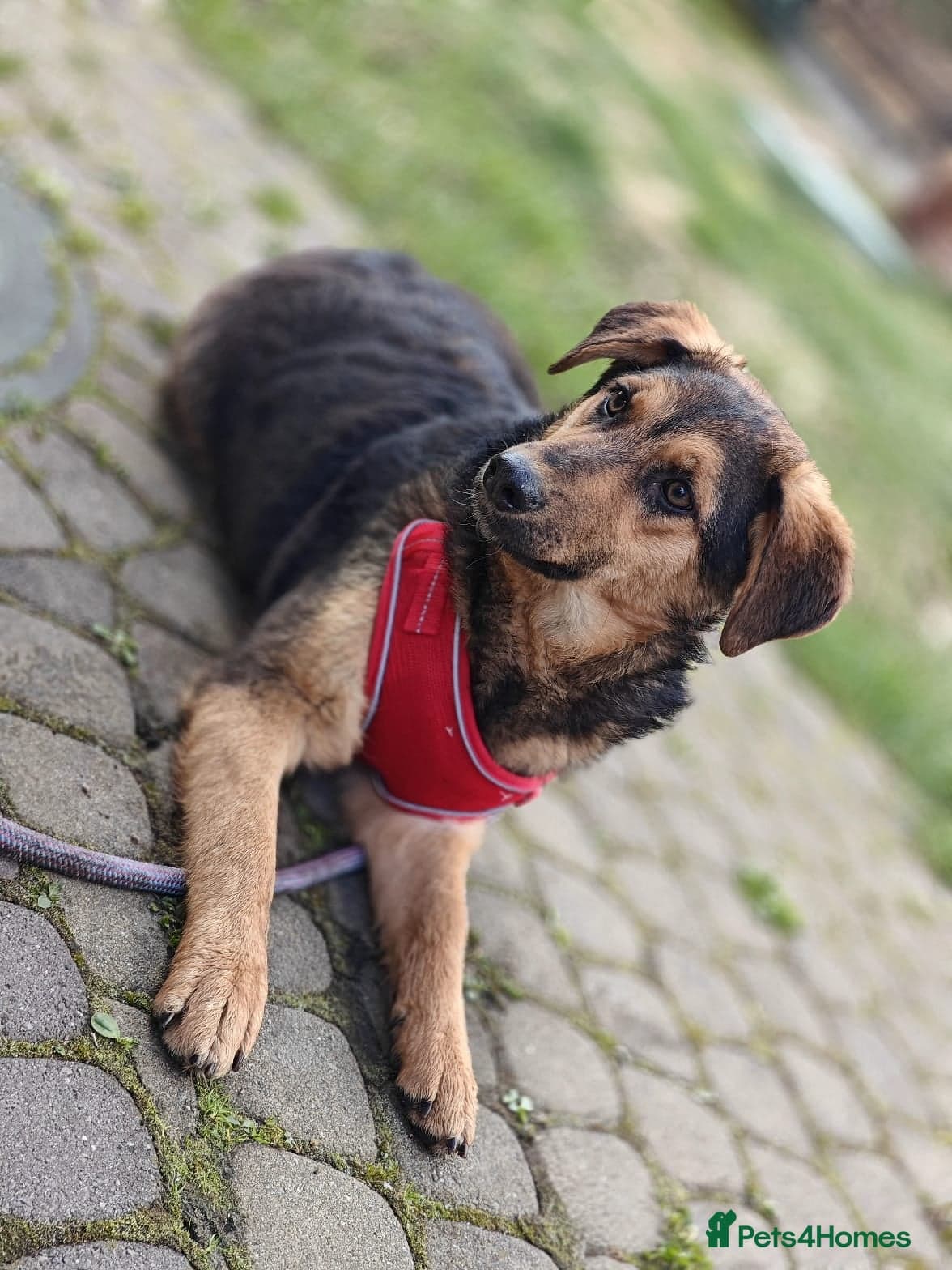 οΈπΆ yasia photo 21