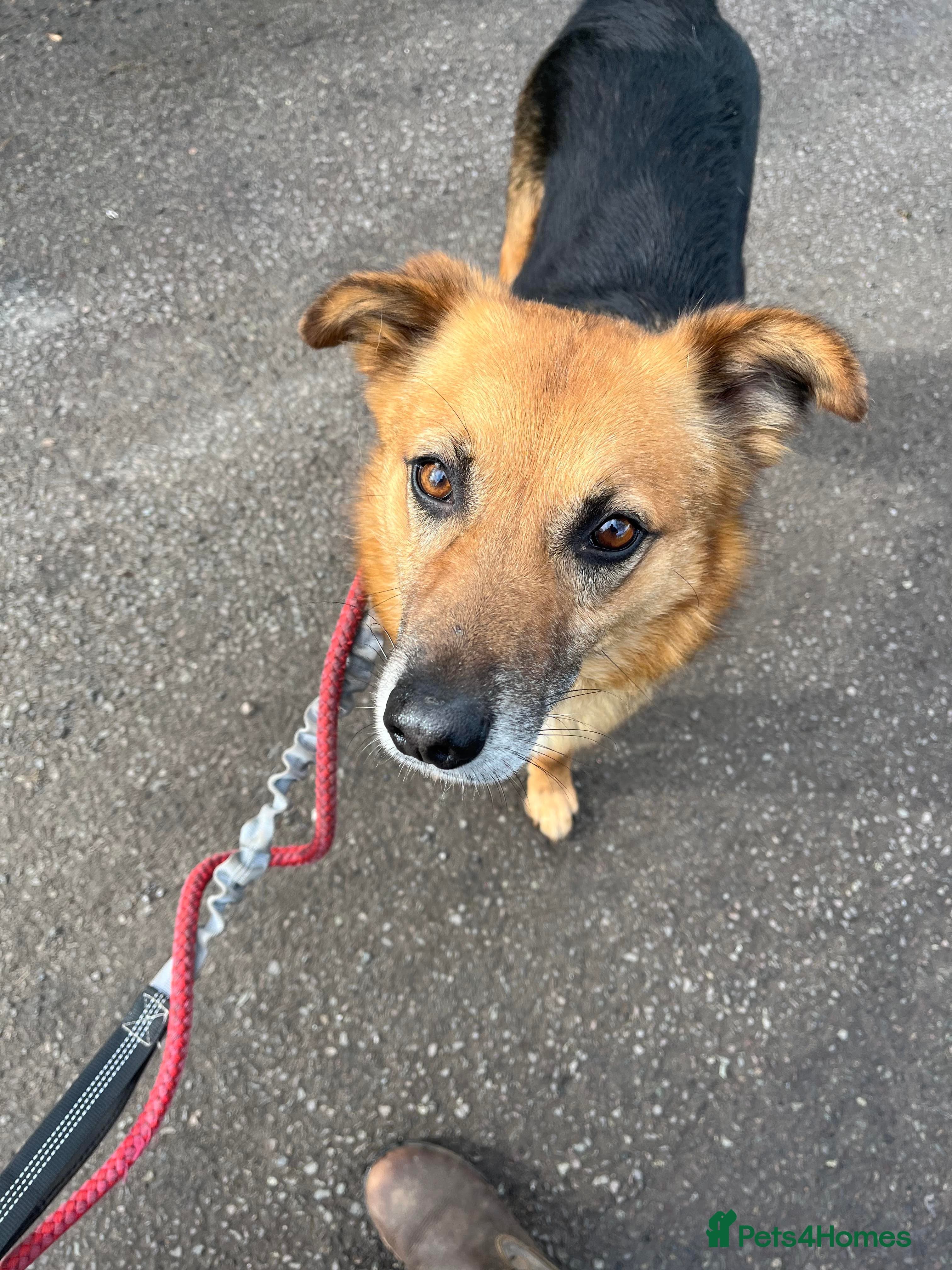 Meet Star, currently residing in Cheshire photo 6