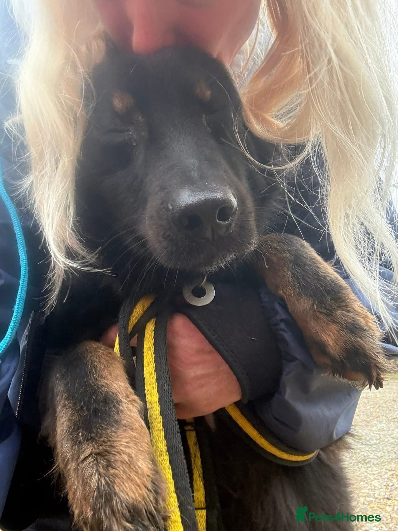 Newton - Norwich Norfolk β Mixed Breed