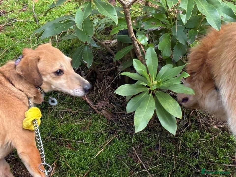 Mavis - Norwich Norfolk photo 11