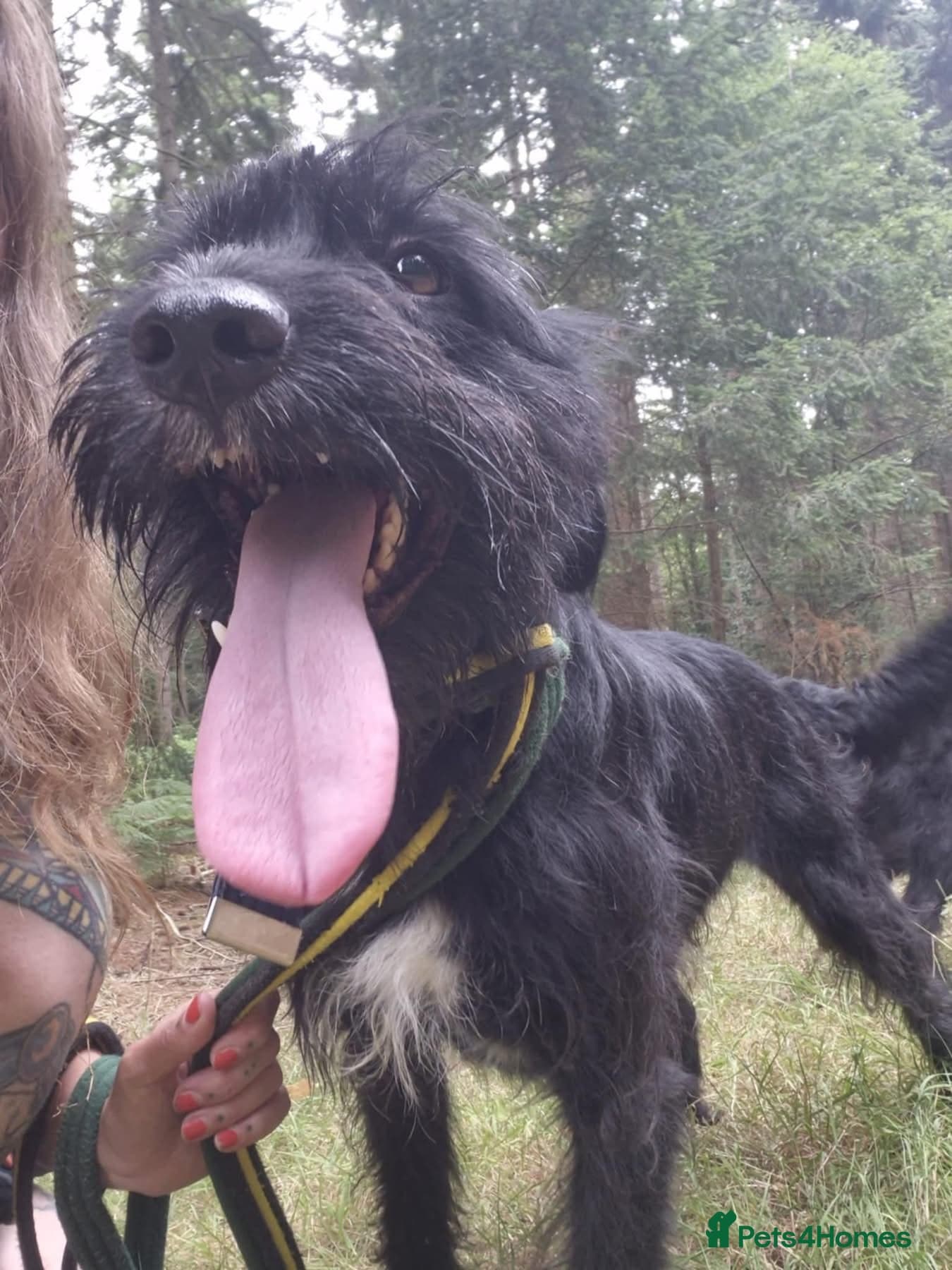 Micky - Norwich Norfolk photo 9