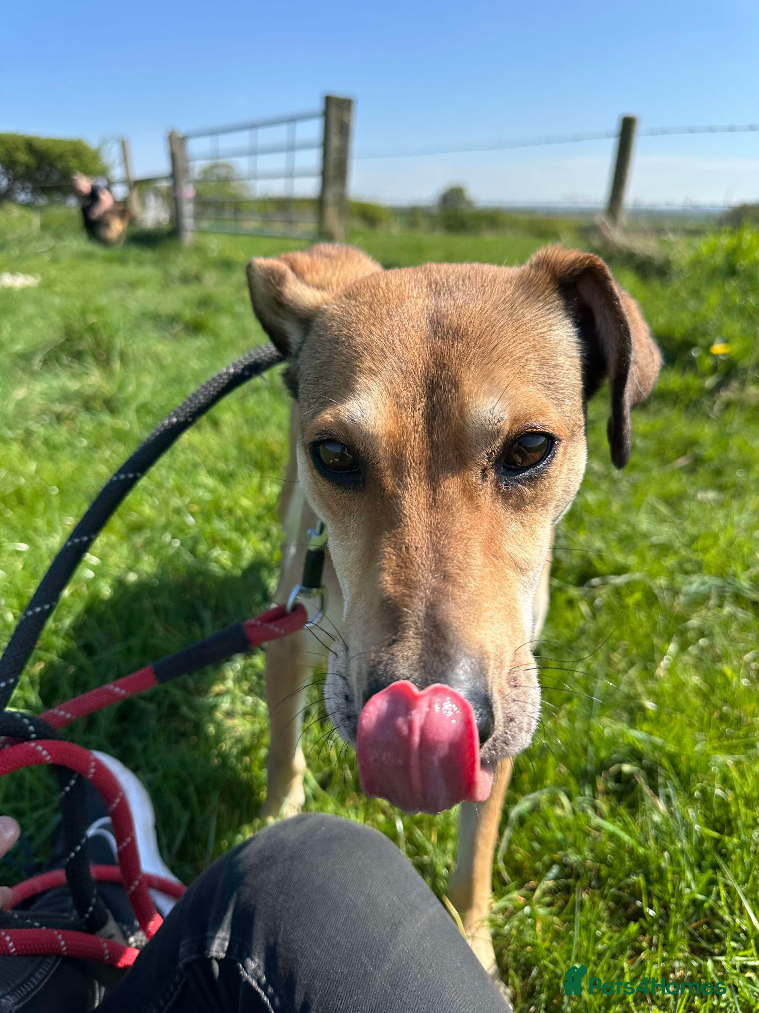Meet Barney, currently residing in Cheshire — Mixed Breed