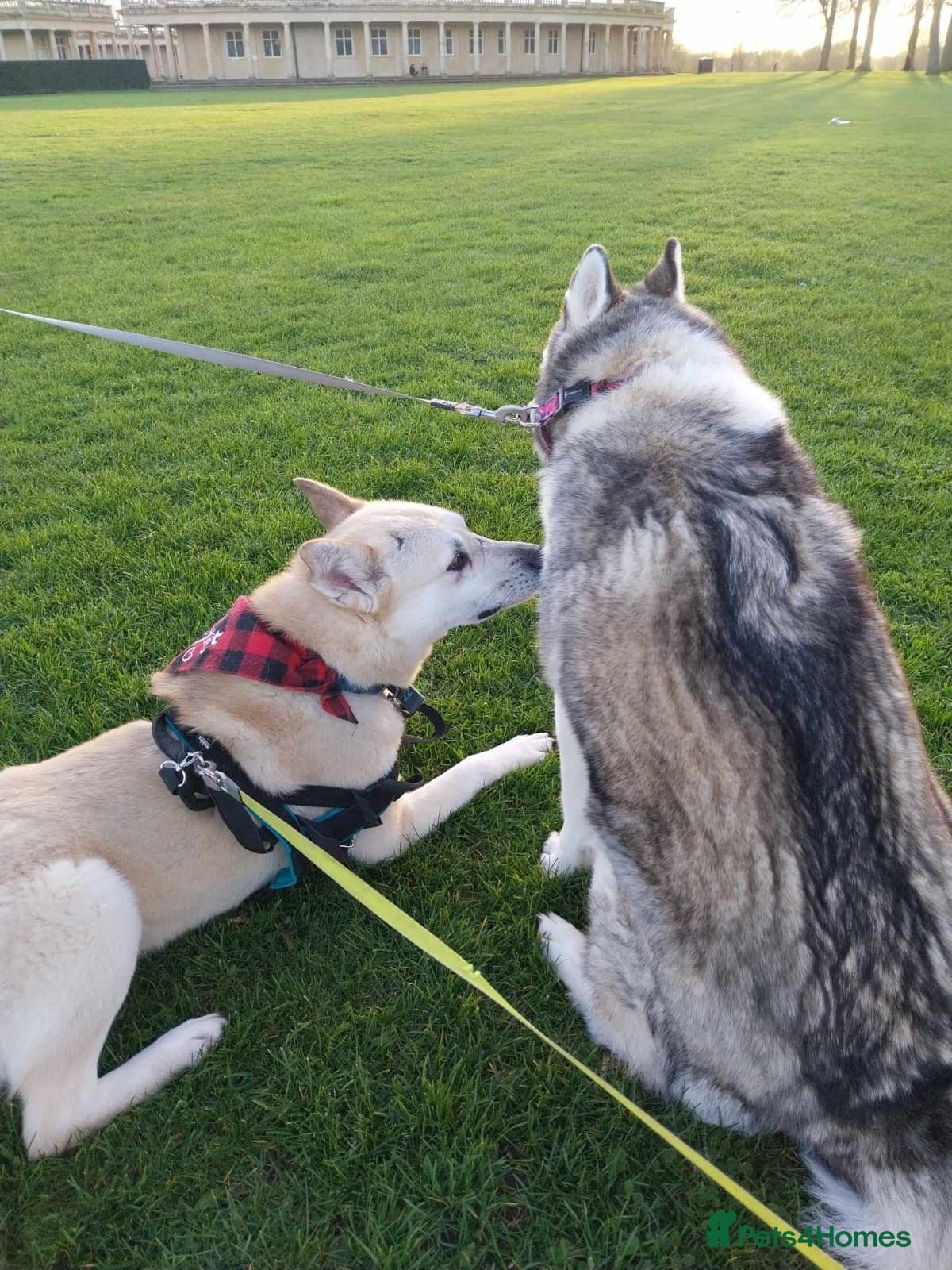 Handsome Fivos Huskey X Shepherd photo 17