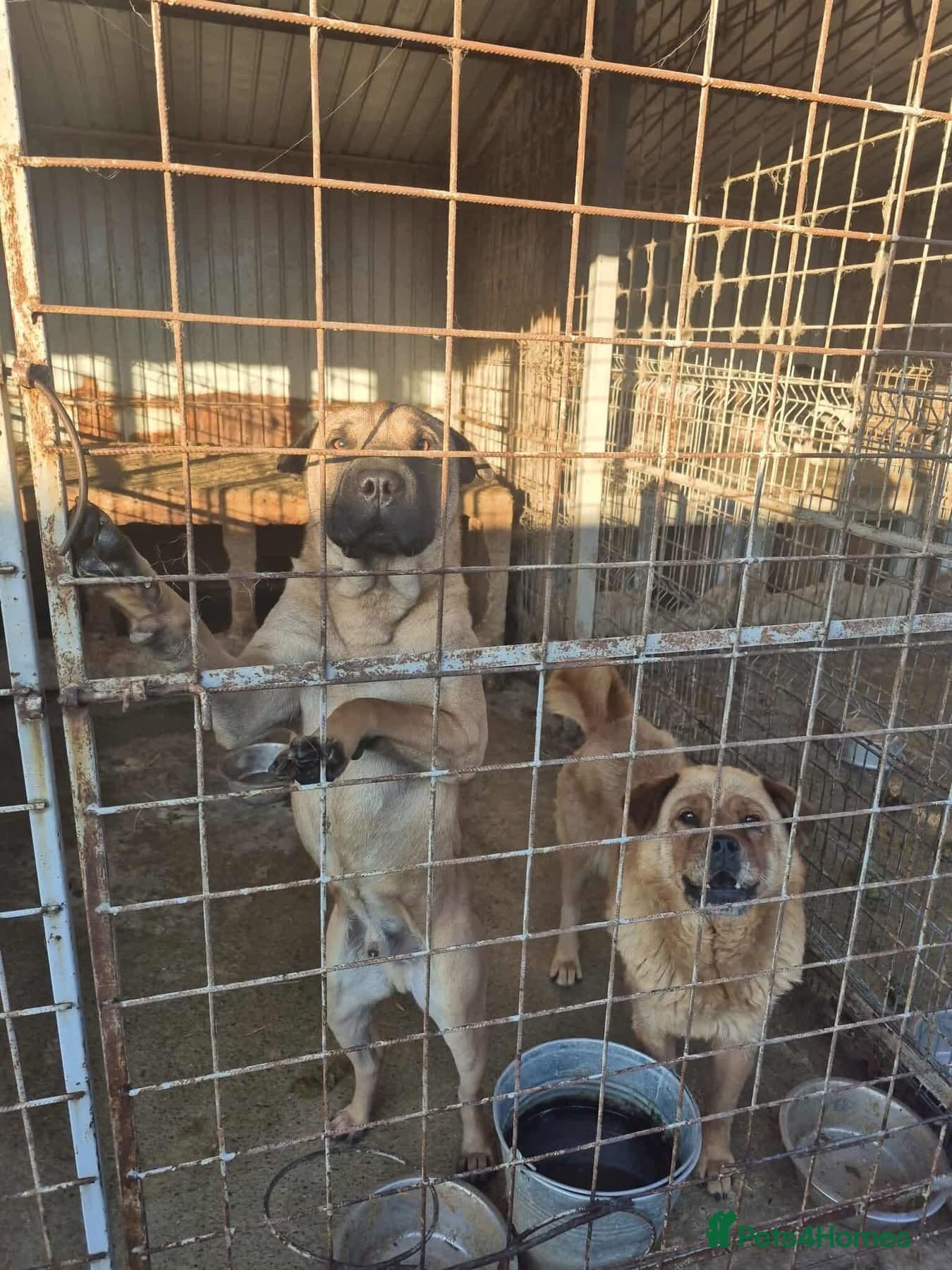 Princess - Norwich Norfolk photo 9