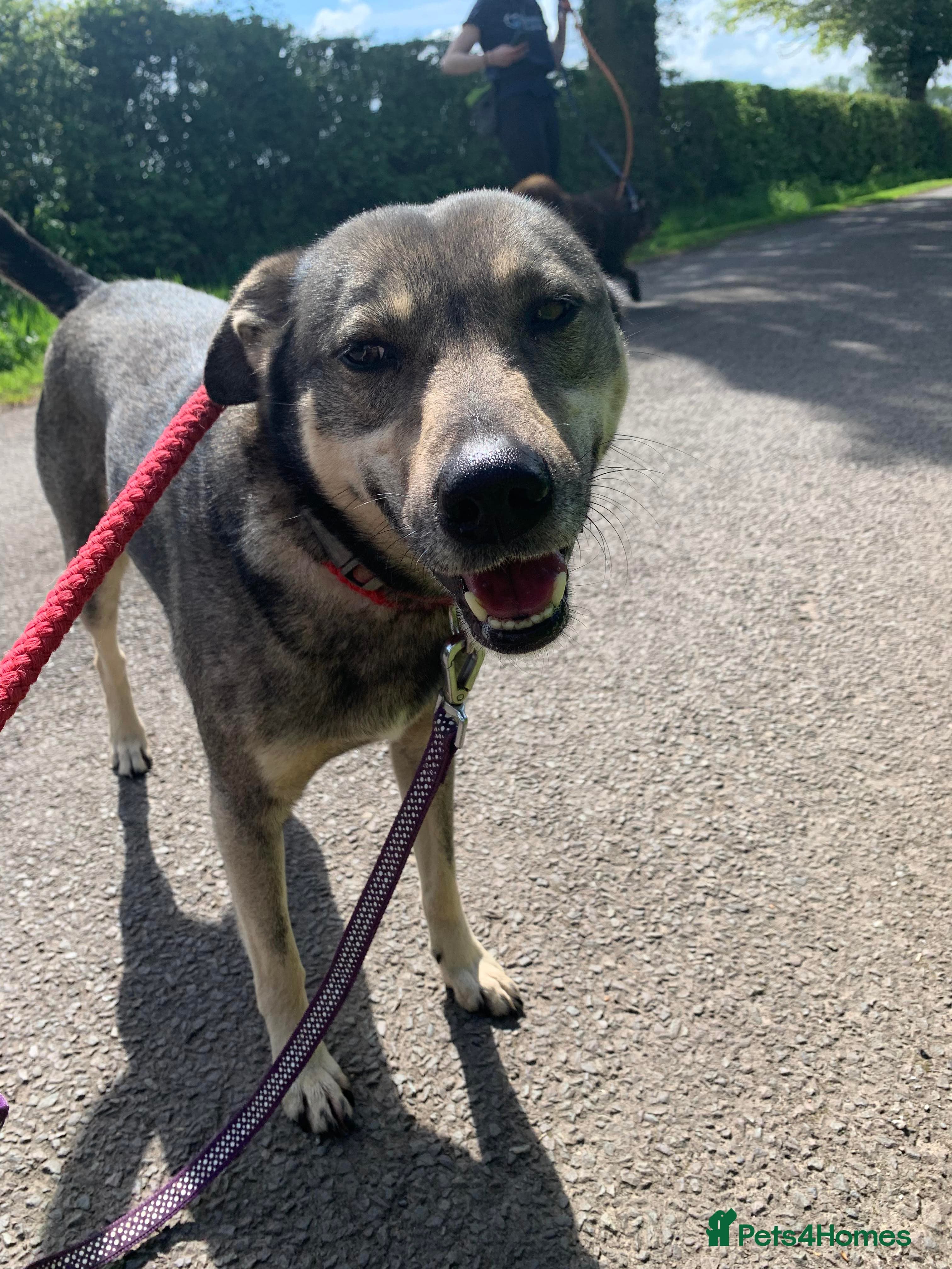 Meet Joy, currently residing in Cheshire photo 3