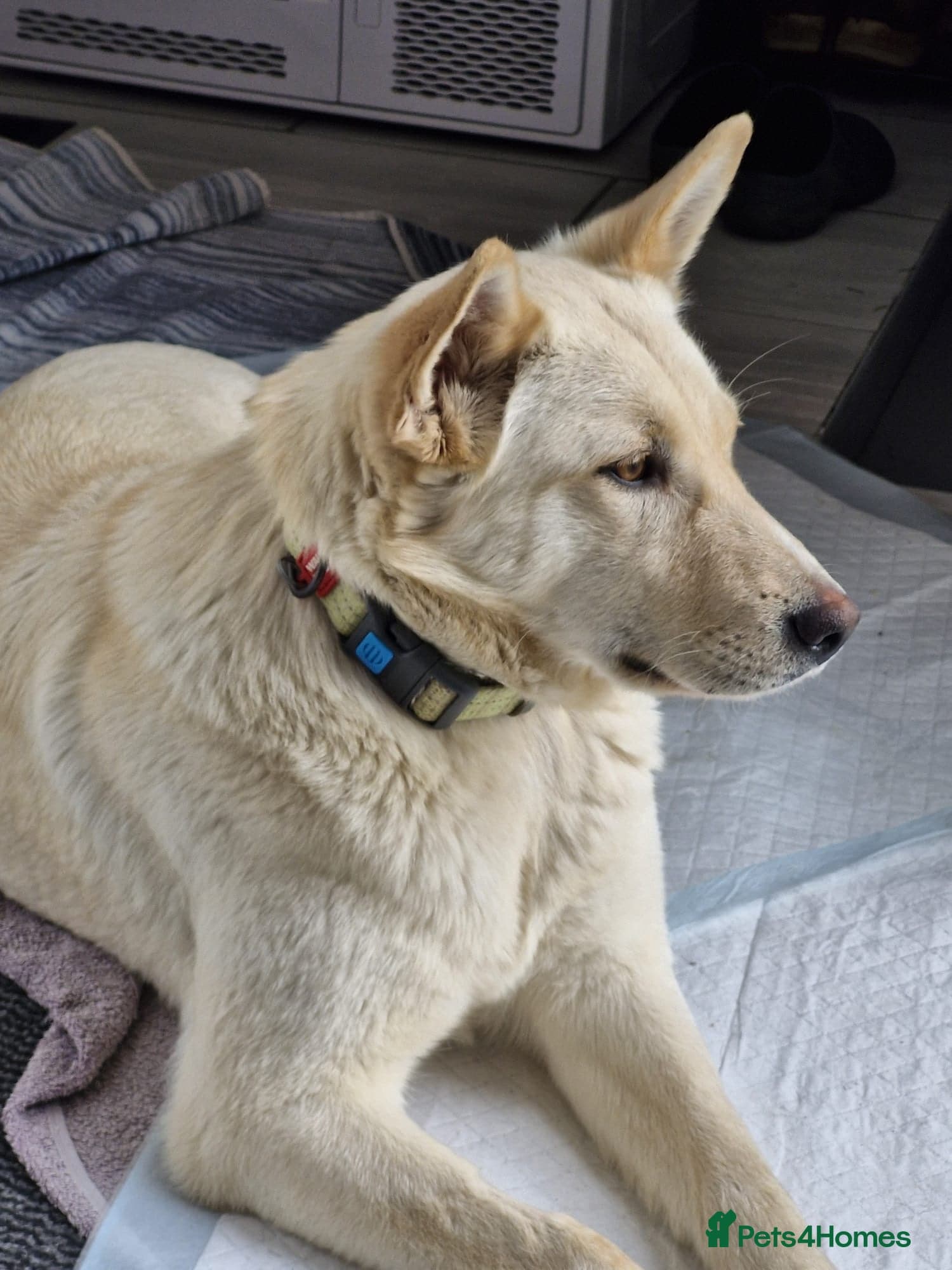 οΈπΆ milady photo 6