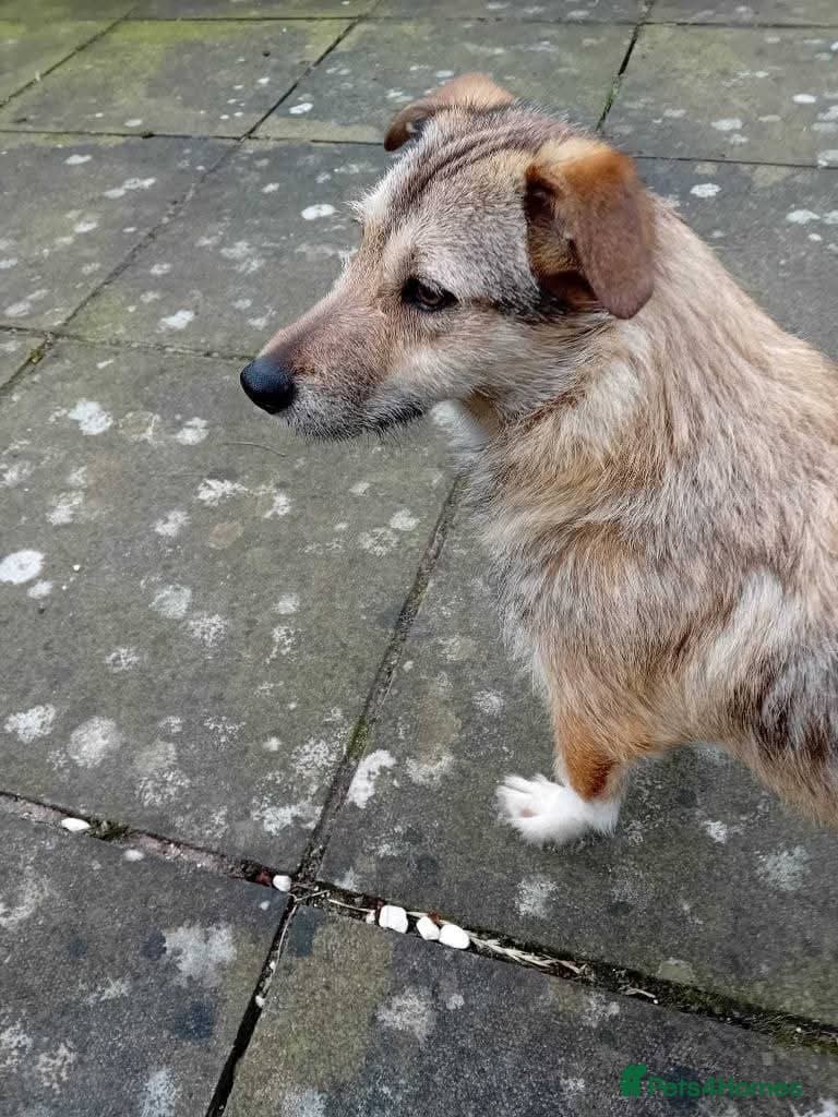 Meet Bitsy, currently residing in Wrexham photo 7