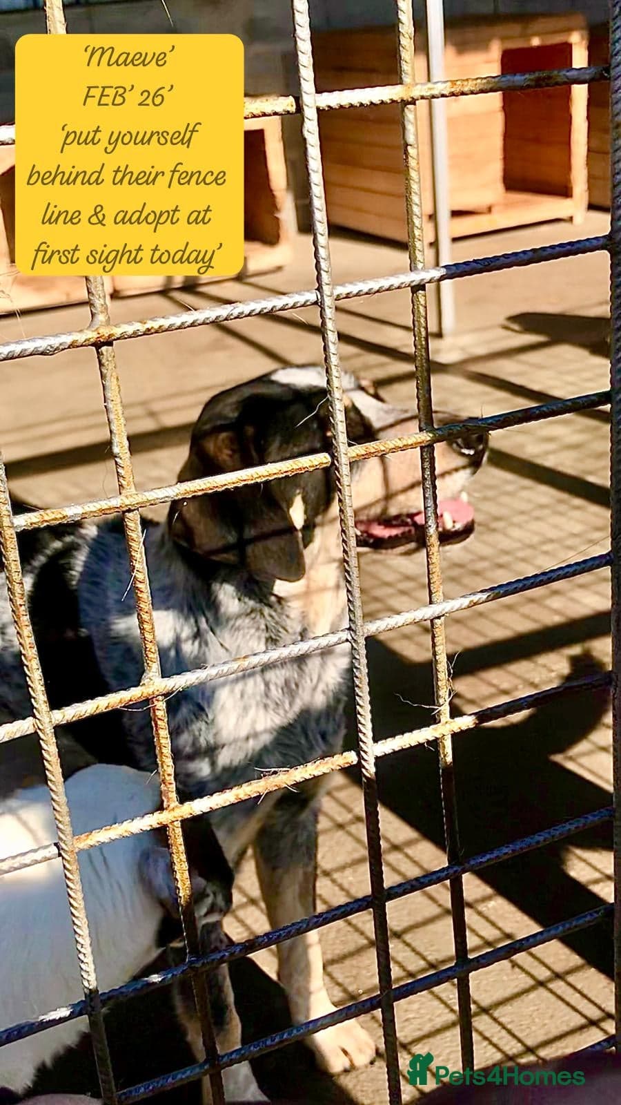 Maeve, 4 yrs approx. photo 4