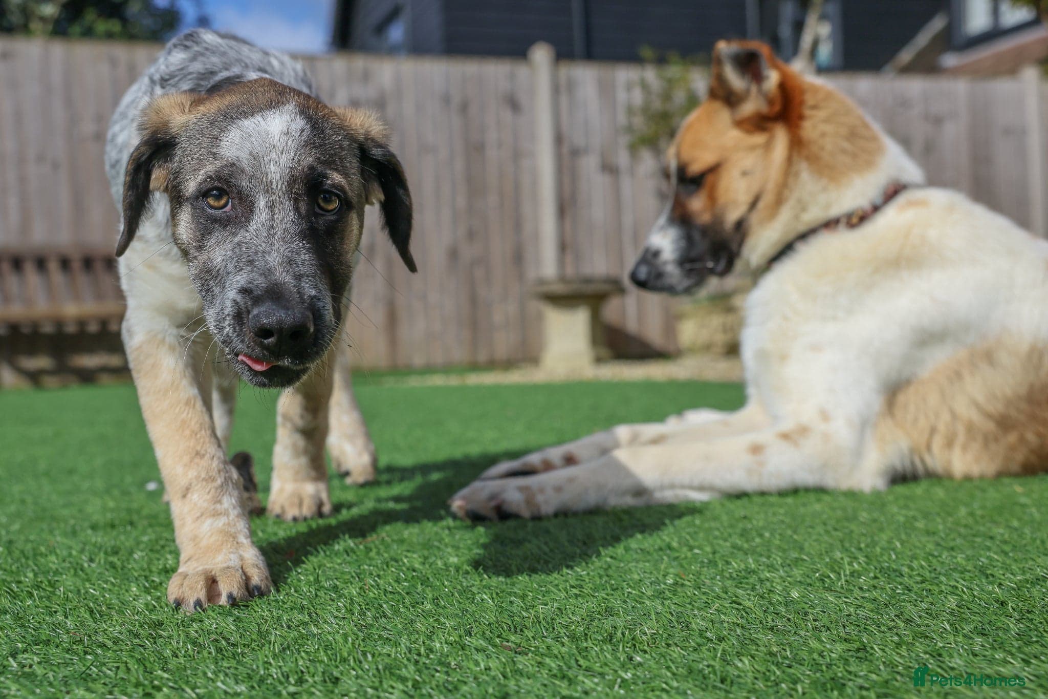 Easygoing Electra - Colourful Lab type photo 20