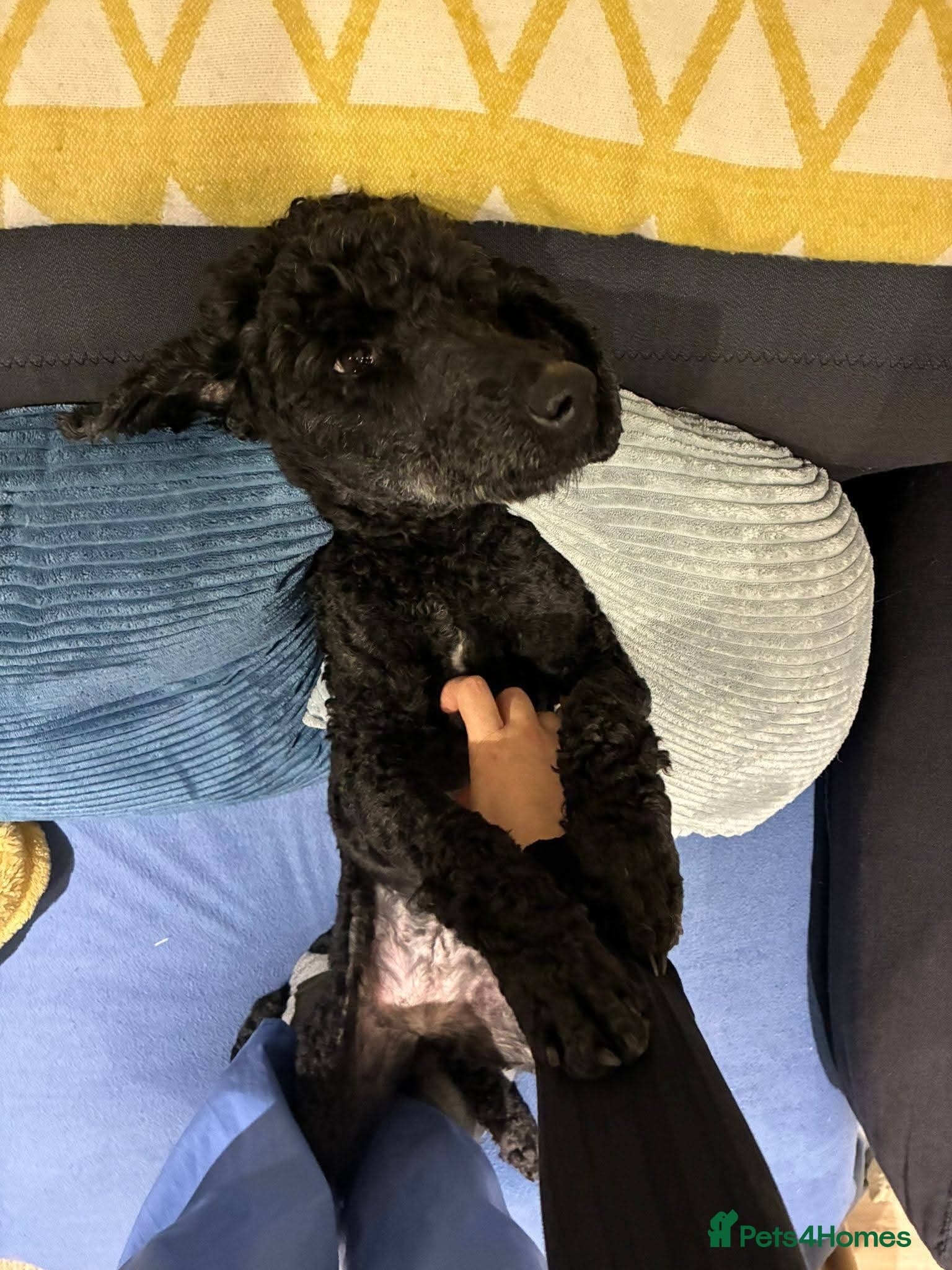 οΈπΆ charlie photo 8