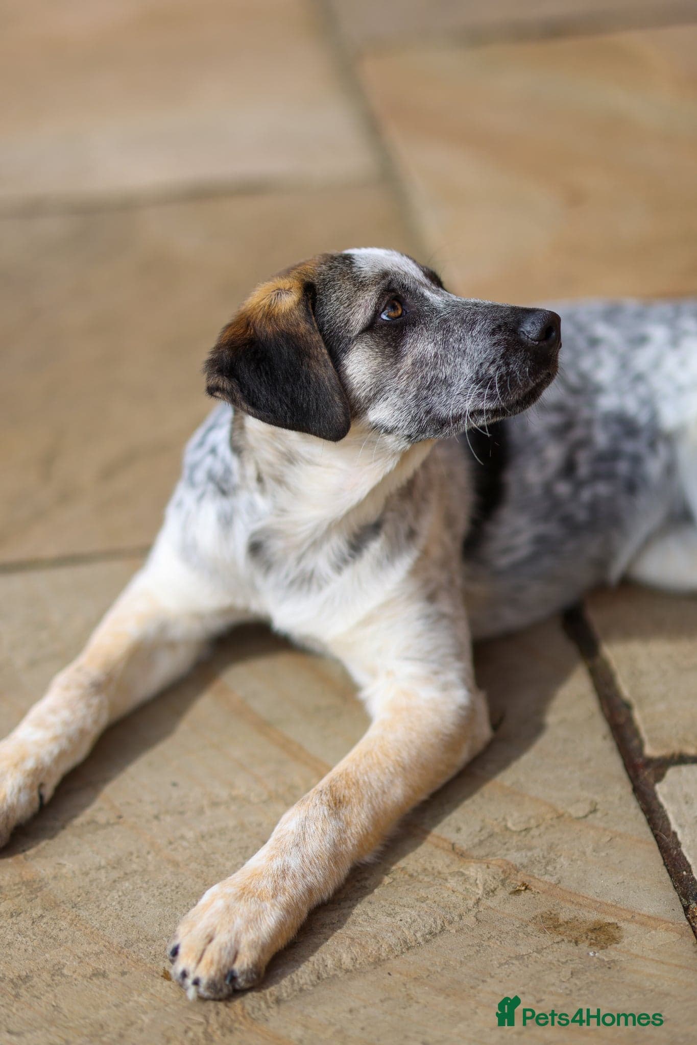 Easygoing Electra - Colourful Lab type photo 30