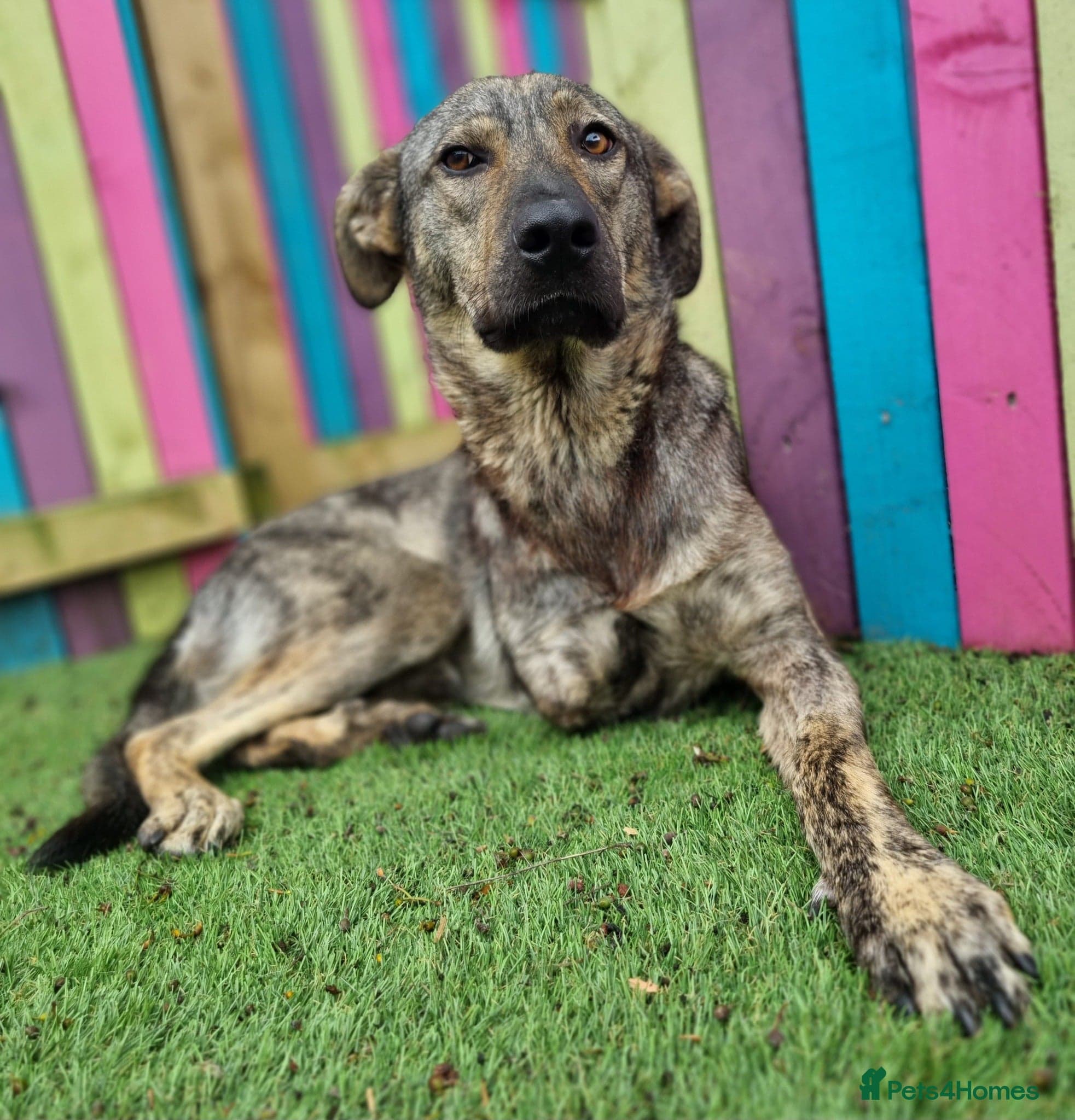 Ronnie - In Ayr photo 7