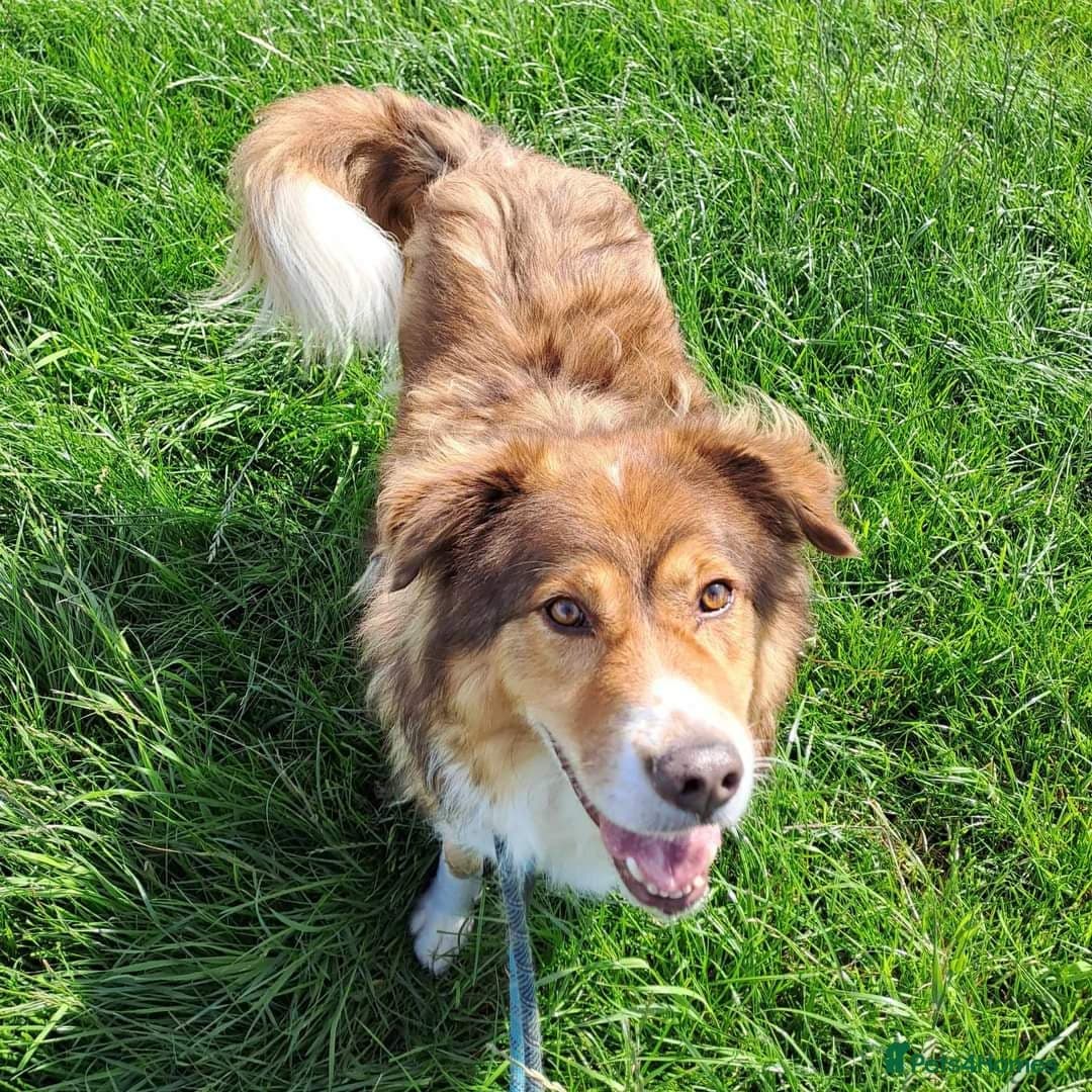 Meet Pongo, currently residing in Cheshire photo 6