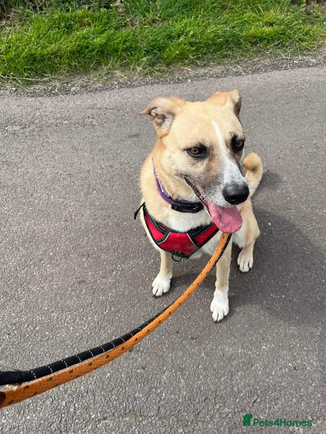 Meet Ruma, currently residing in Cheshire photo 20