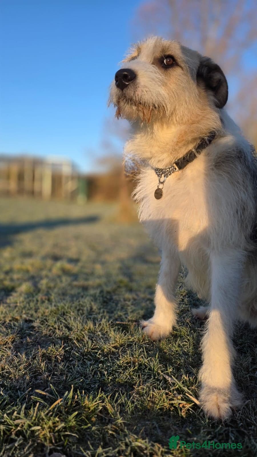 Hershey & Harley π still Waiting photo 15