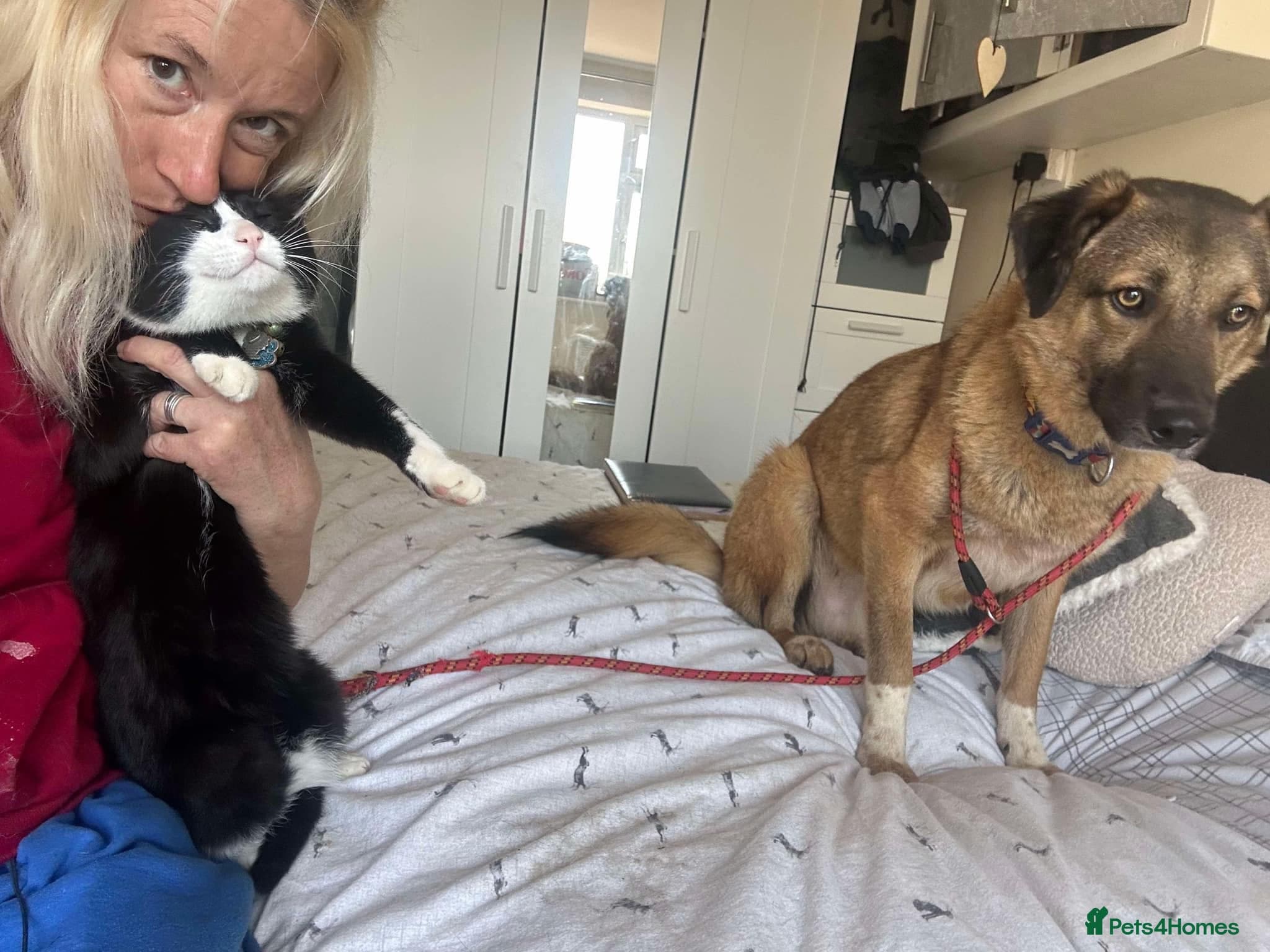 Levi - Norwich Norfolk photo 3