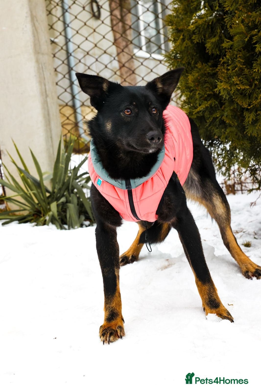 ️ADELE❤️11-month lower-medium soft natured girl photo 7