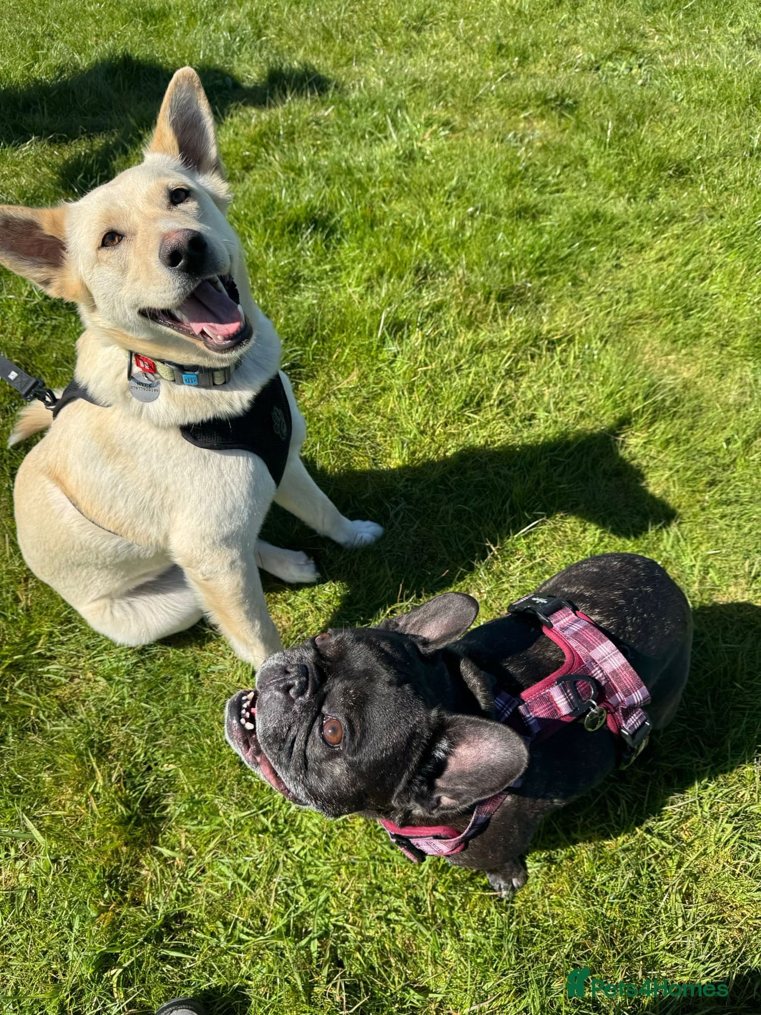 οΈπΆ milady photo 5