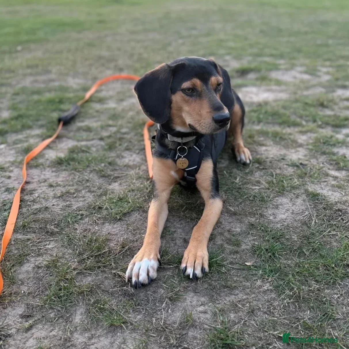 Ivan (Greek Harehound) photo 11