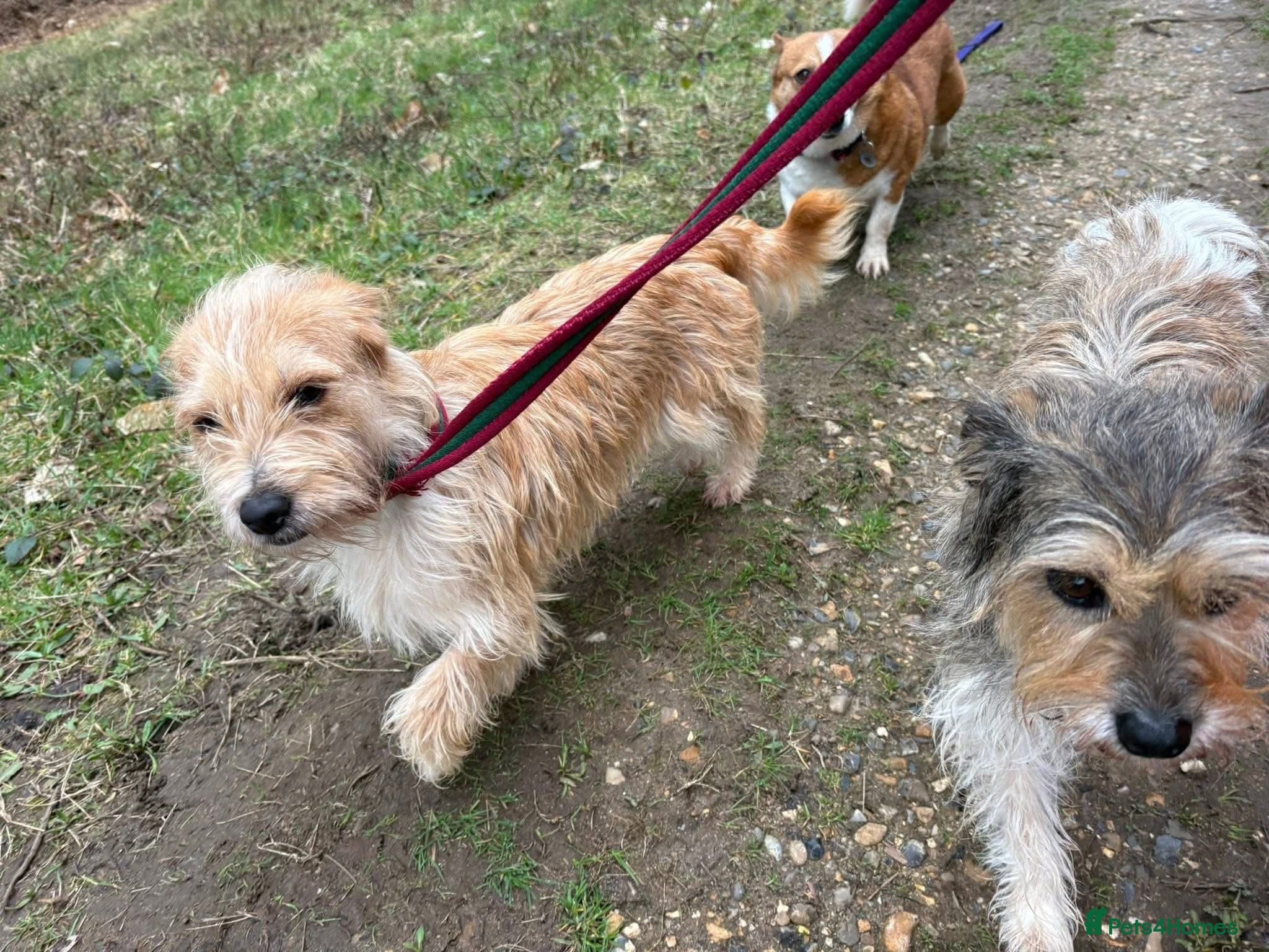 Yara - Norwich Norfolk photo 12