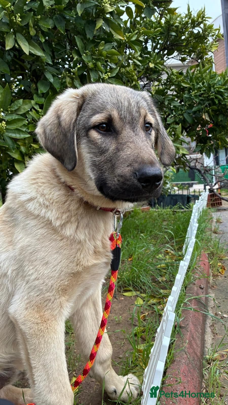 Hagrid — Anatolian Shepherd