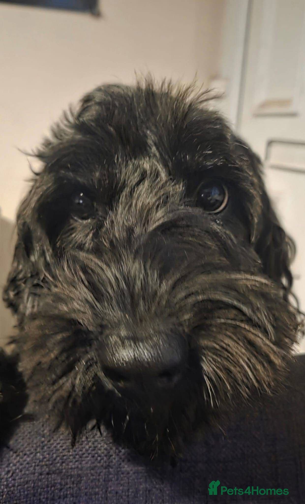 FOSTER or ADOPT๐JACK๐- 4.5-year-old Cockapoo boy photo 12