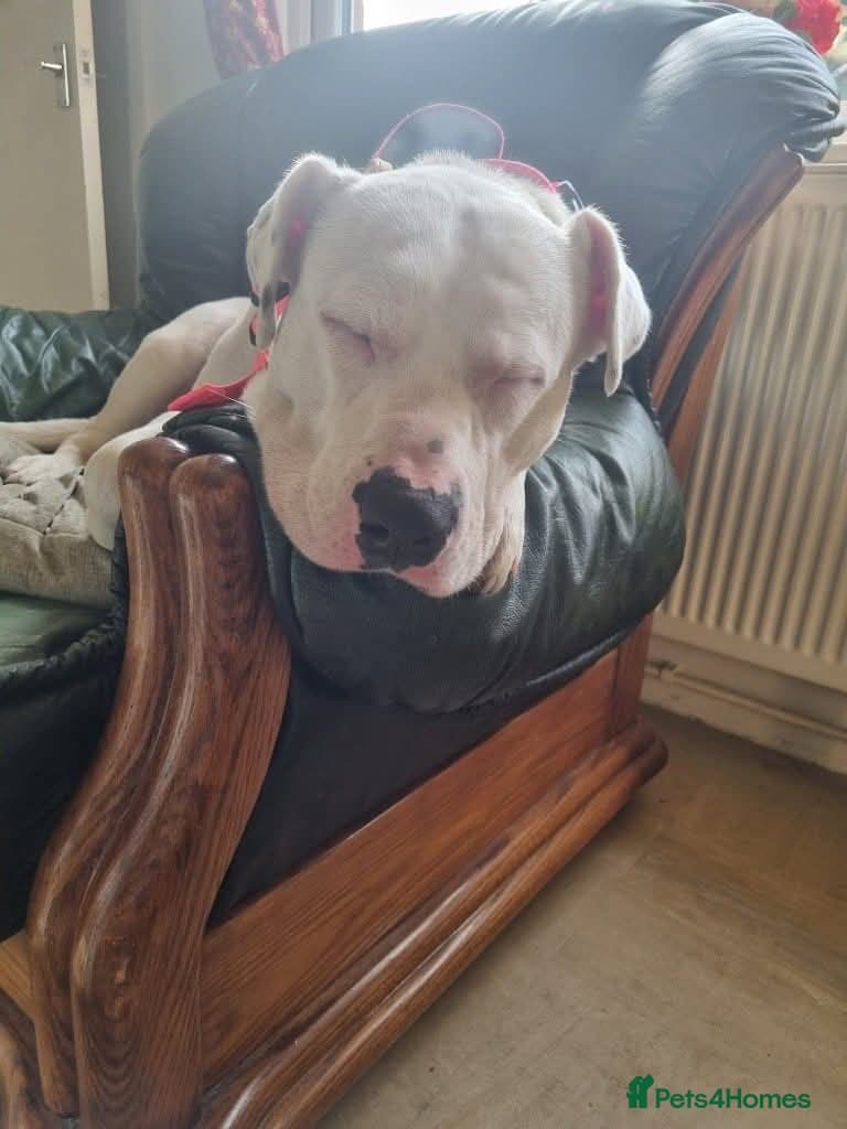 Meet Aria, currently residing in Ormskirk photo 13