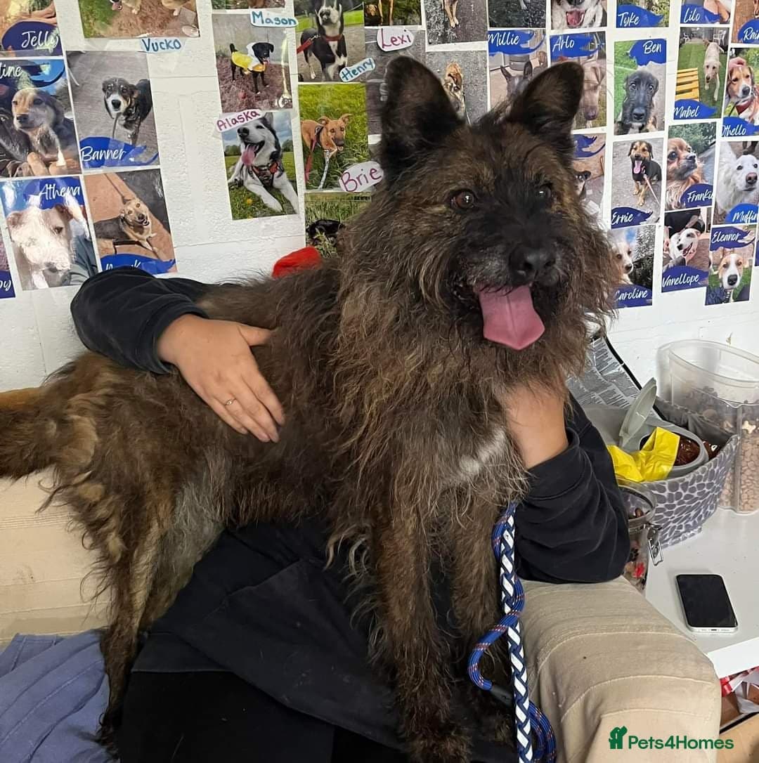 Meet Aran, currently residing in Cheshire photo 6