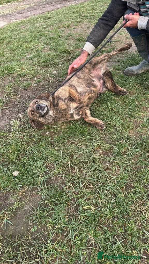 Meet Brownie, currently residing in Essex photo 4