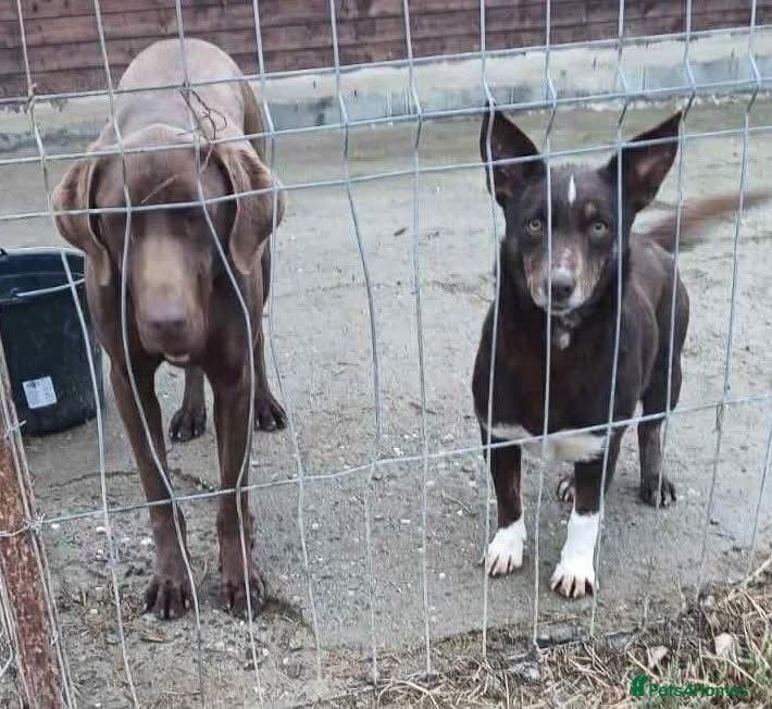 India - Norwich Norfolk β Mixed Breed