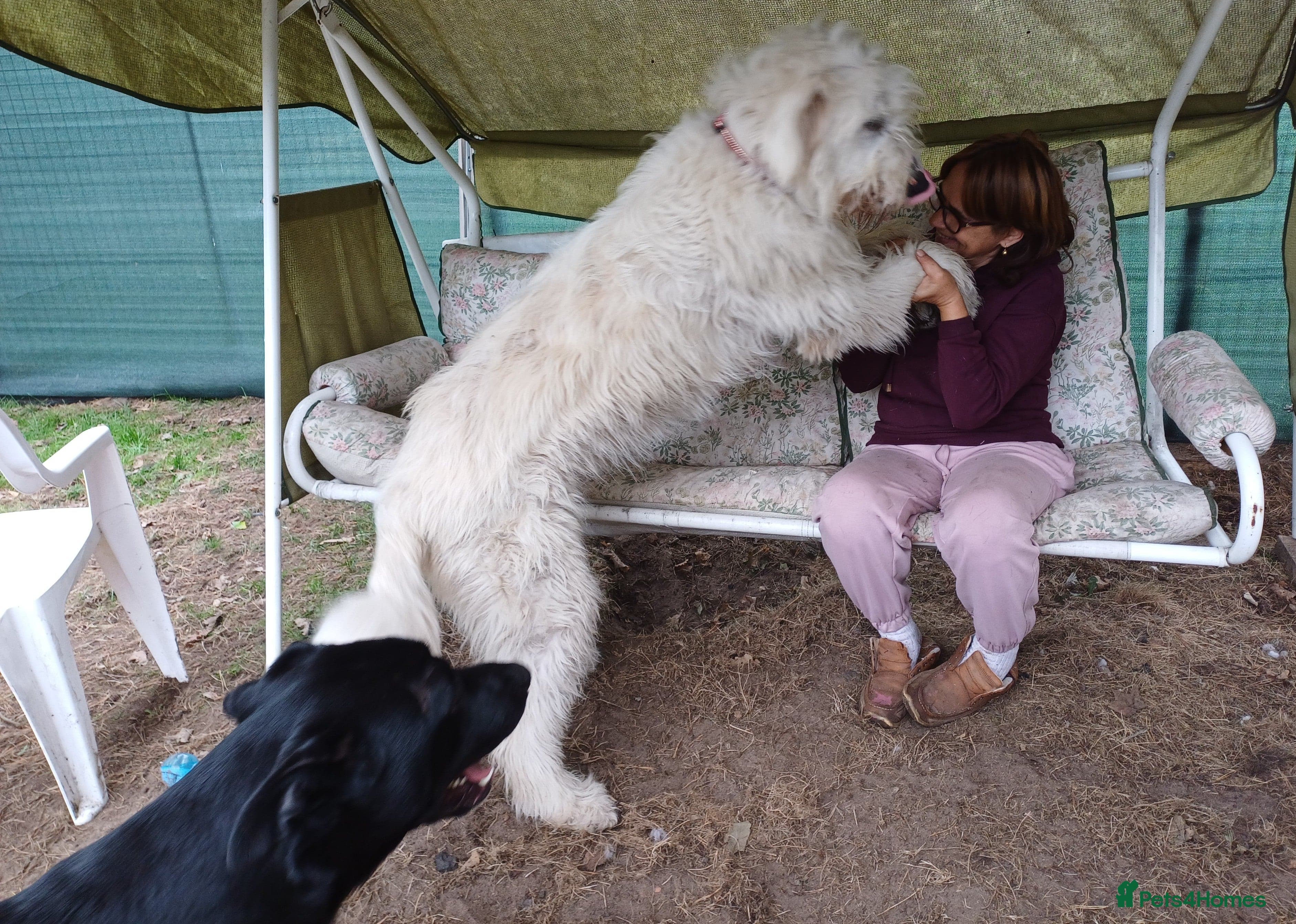 JOJO,URGENT🖤 Superb big Girl photo 13