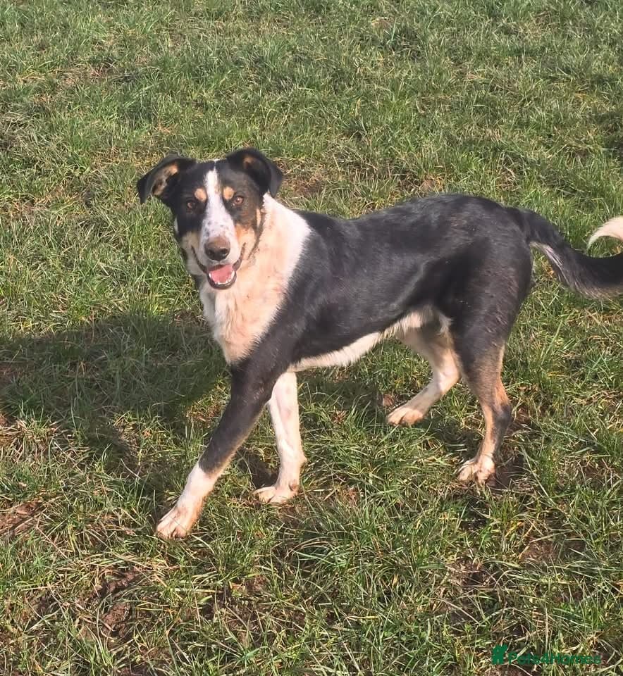 Tommy - your new sidekick photo 2