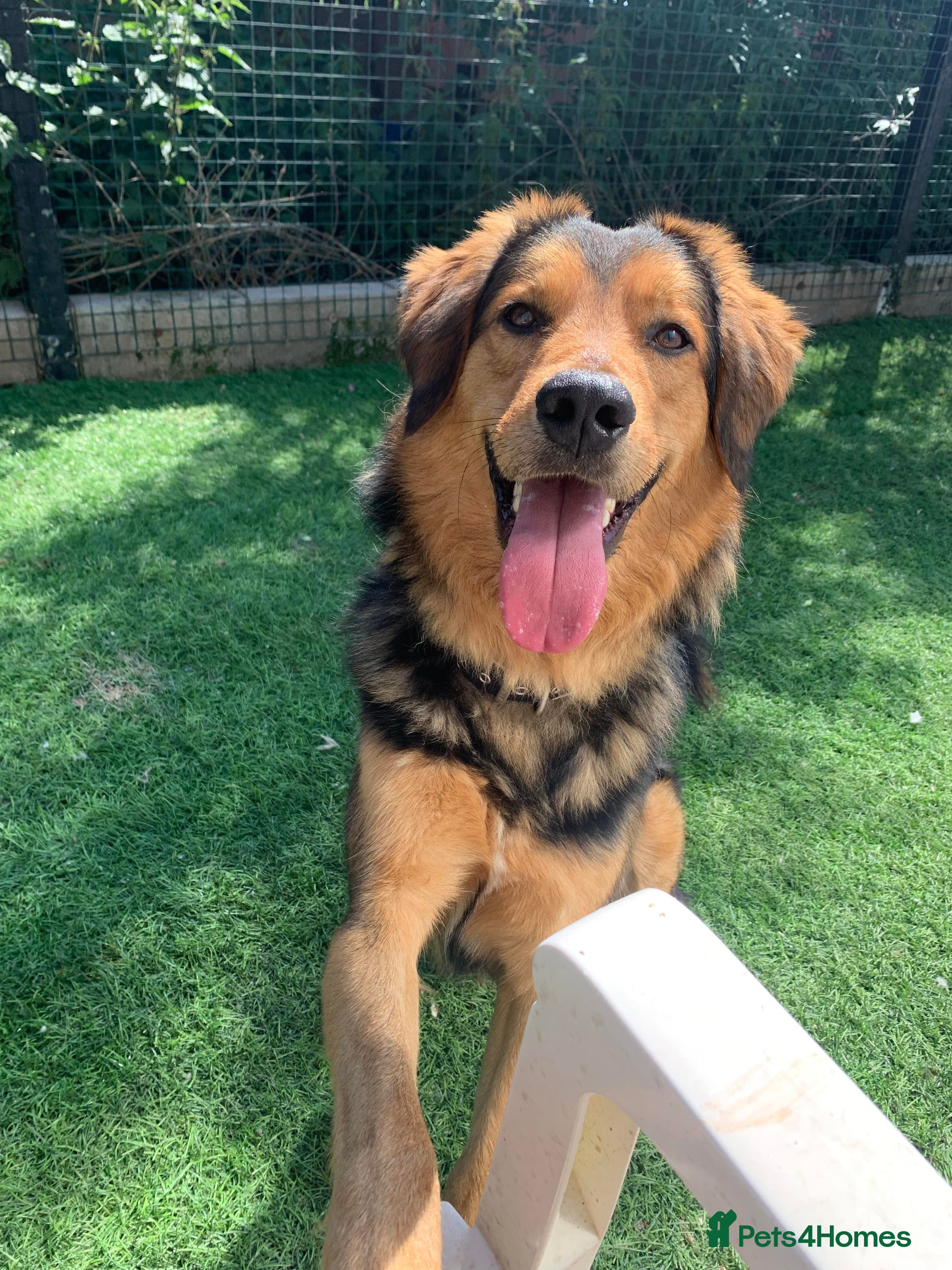 Meet Derry, currently residing in Cheshire photo 8