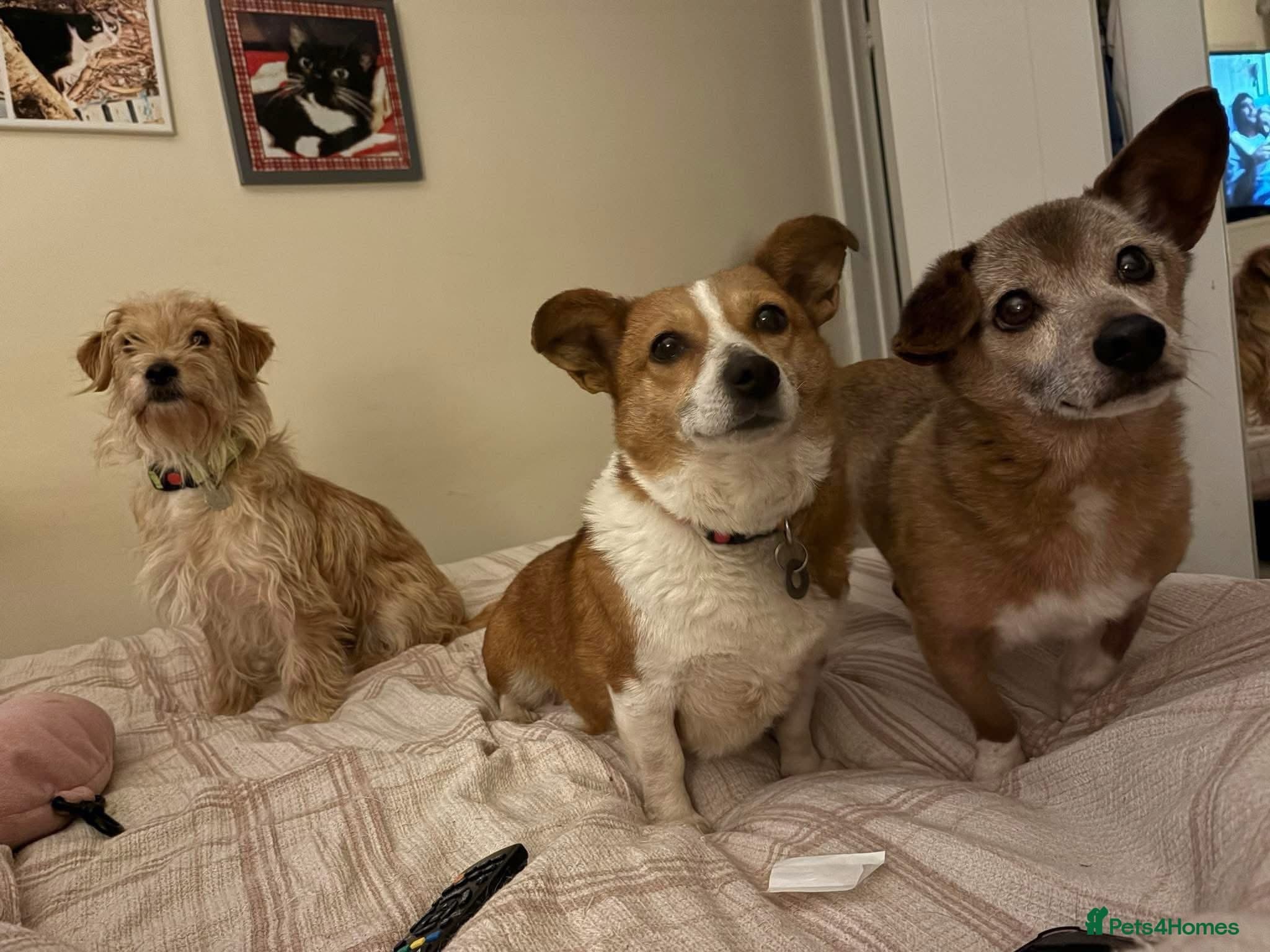 Yara - Norwich Norfolk photo 11