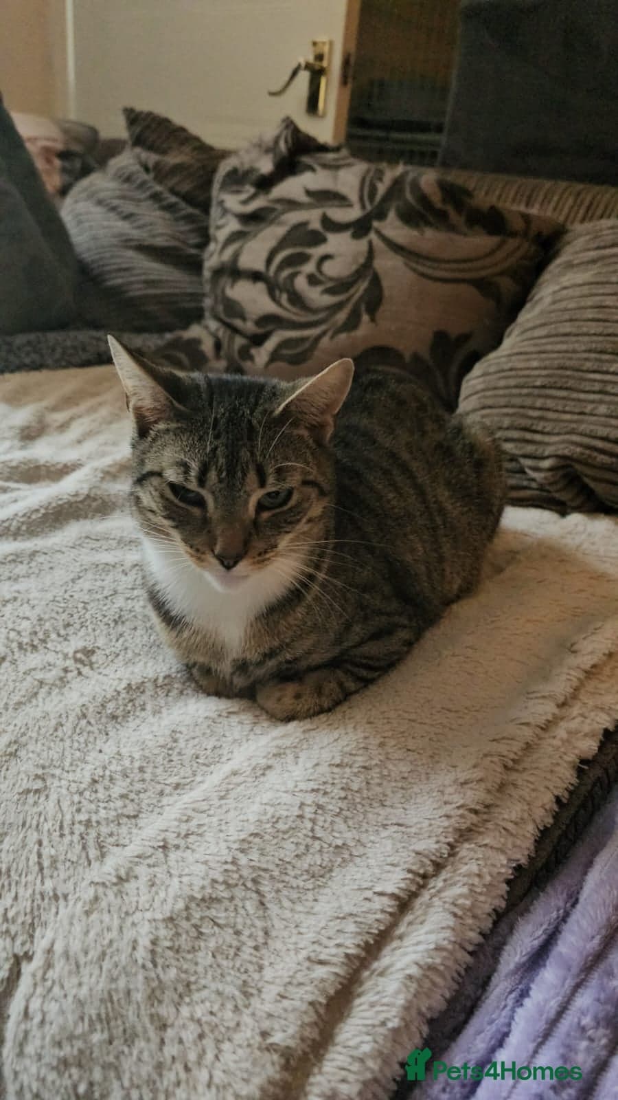 yr old Rescue Cat photo 3