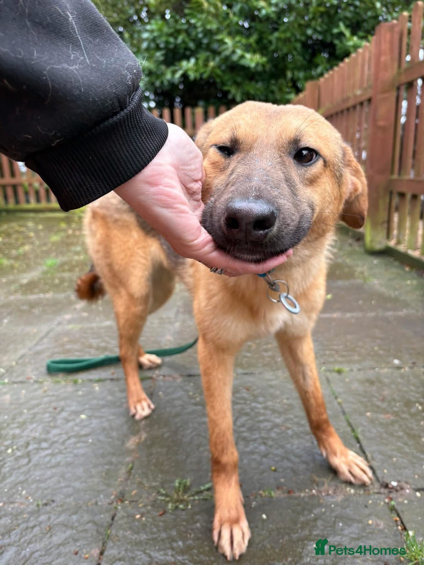 Dylan - Norwich Norfolk photo 6