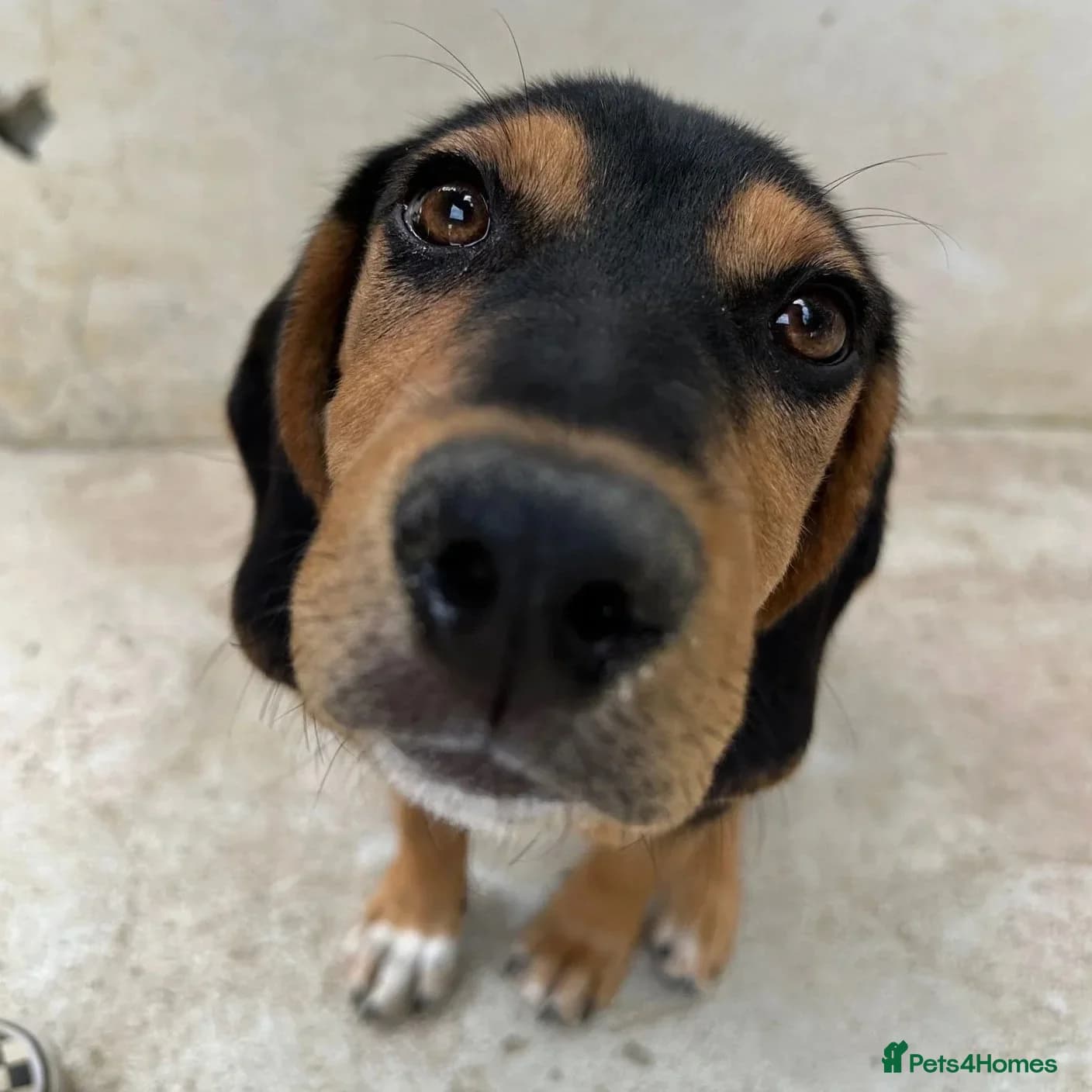 Ivan (Greek Harehound) — Mixed Breed