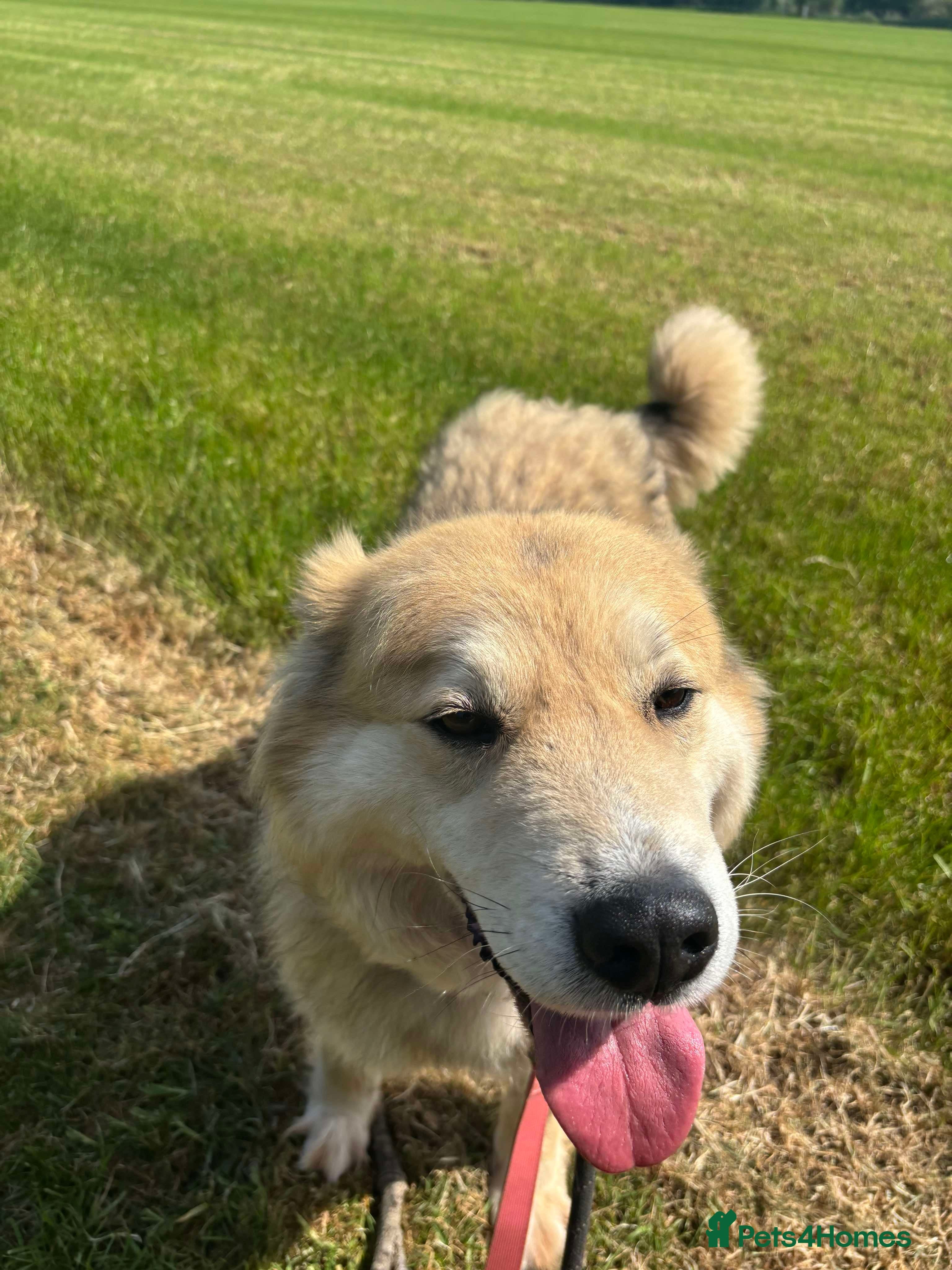 Meet Paddy, currently residing in Cheshire photo 17